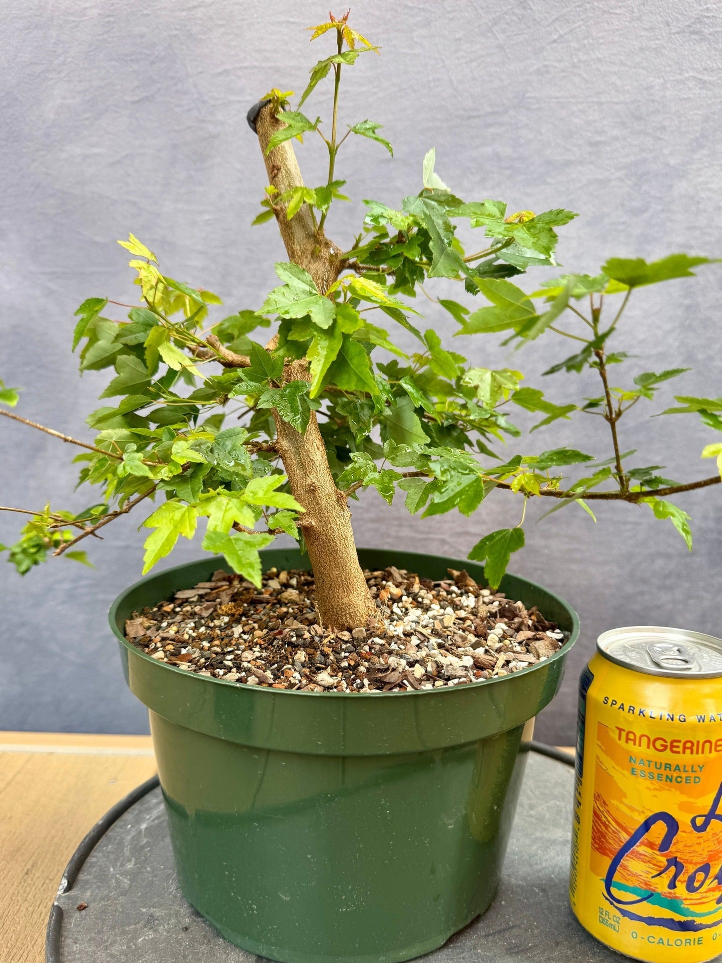 Trident Maple #2