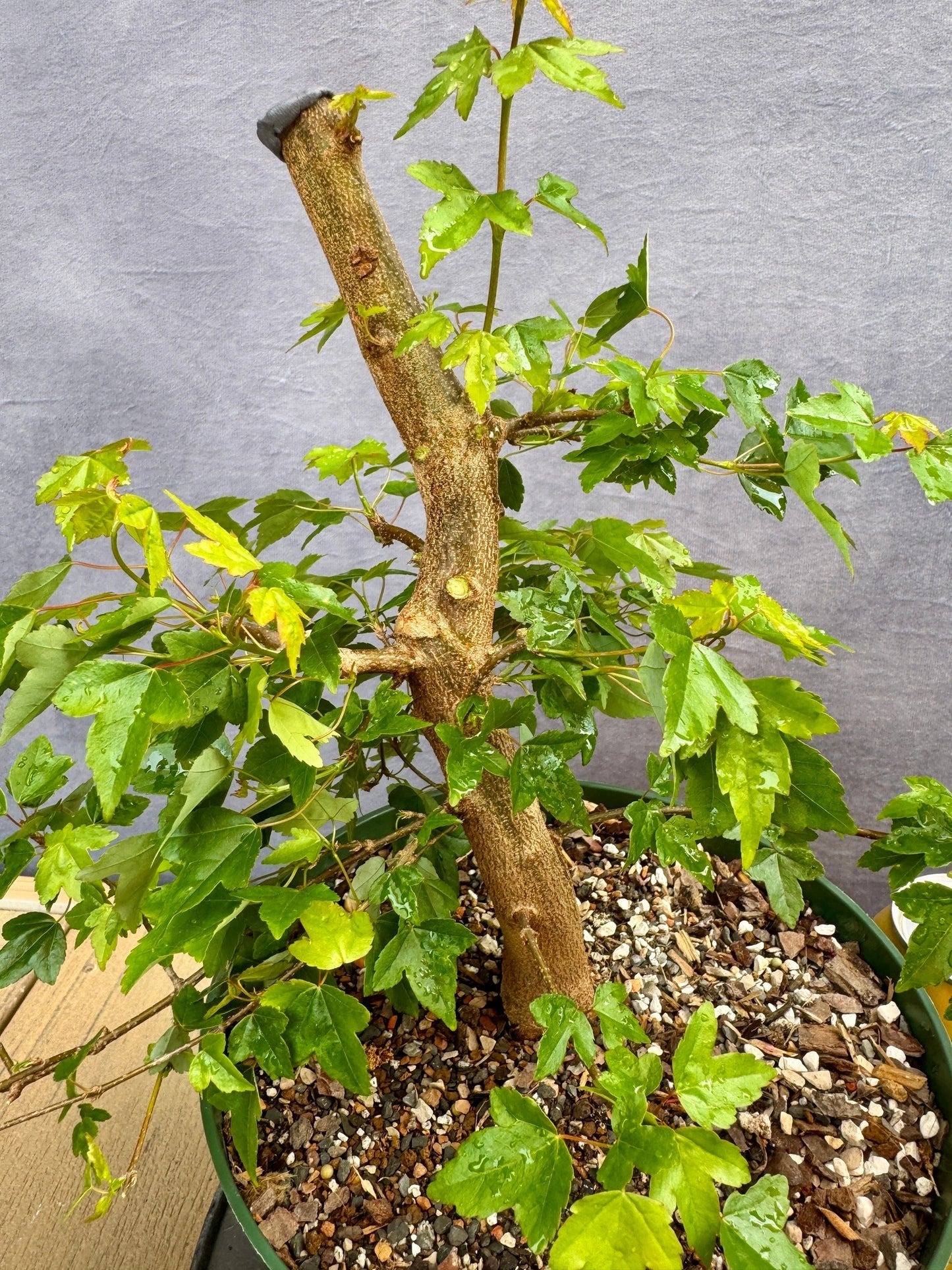 Trident Maple #2