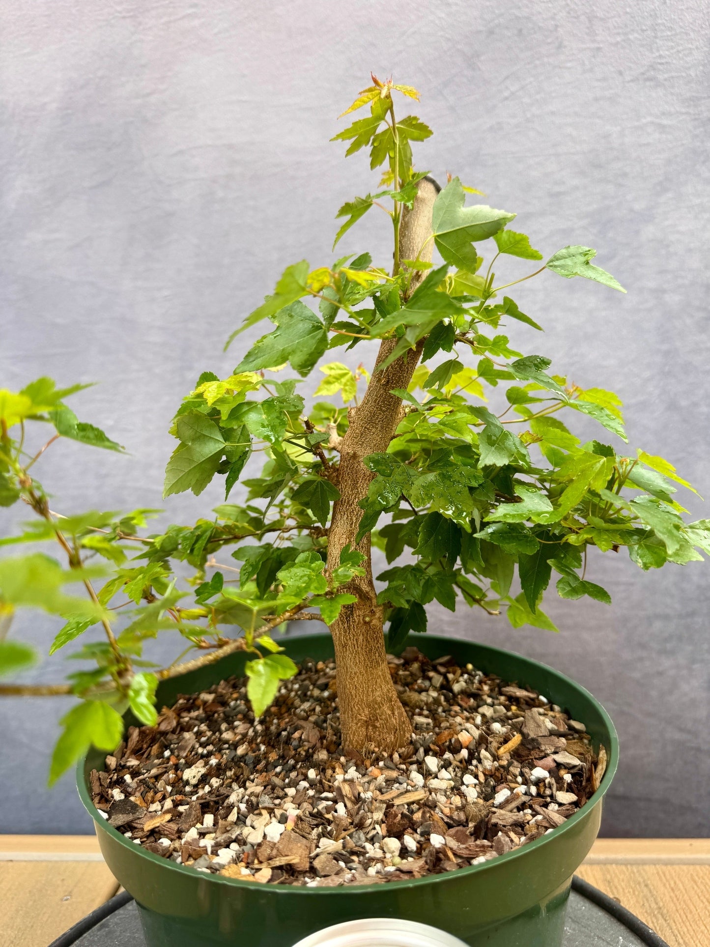 Trident Maple #2
