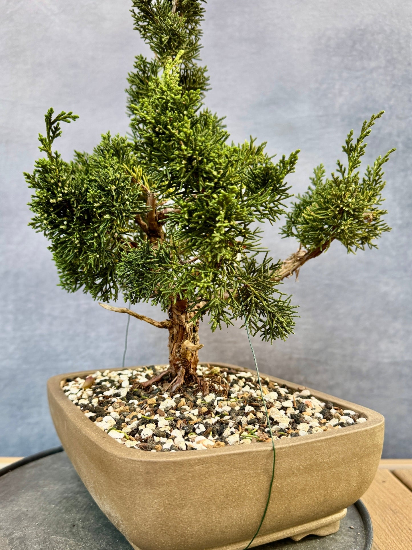 Shimpaku Juniper #2