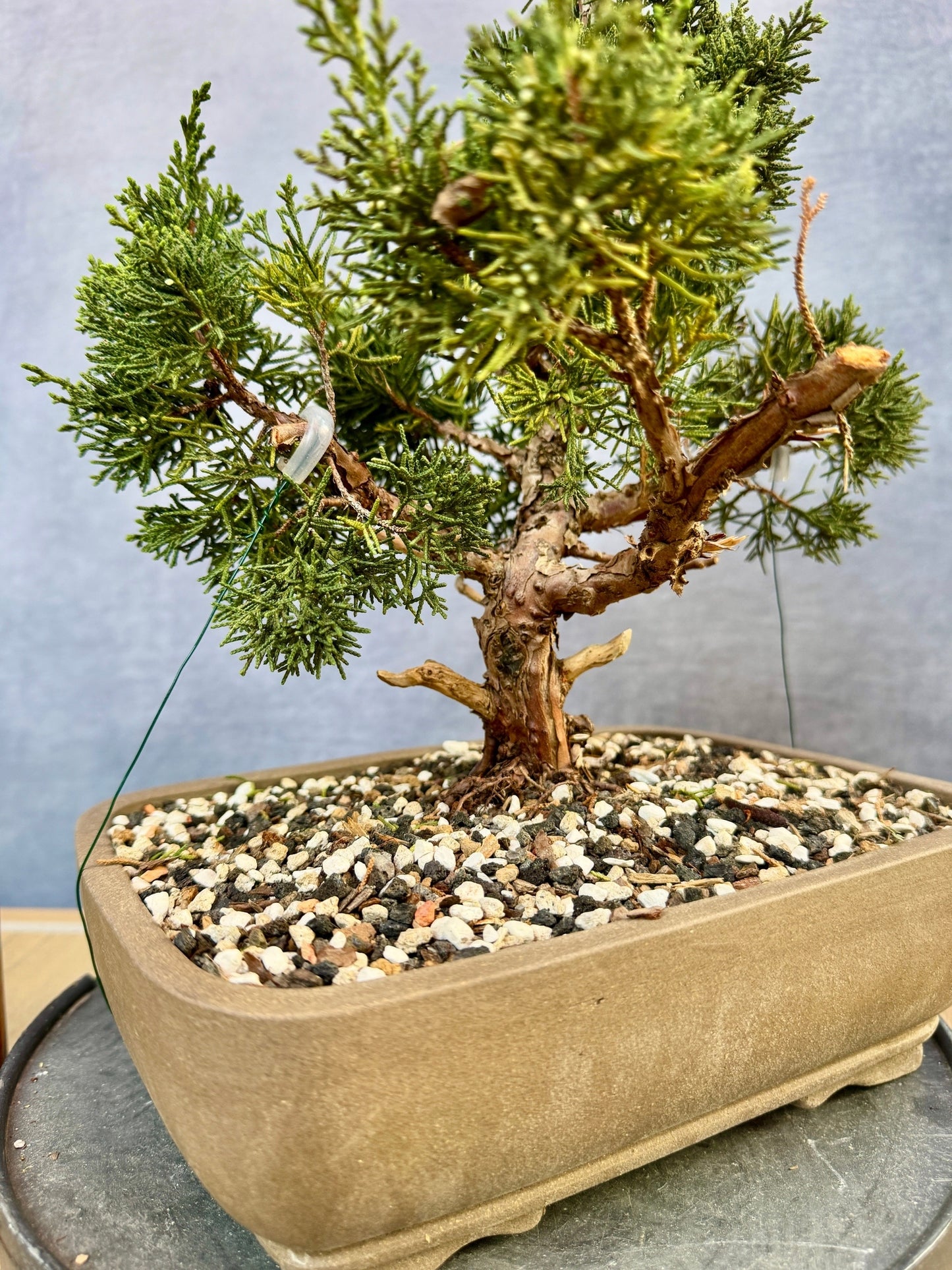 Shimpaku Juniper #2