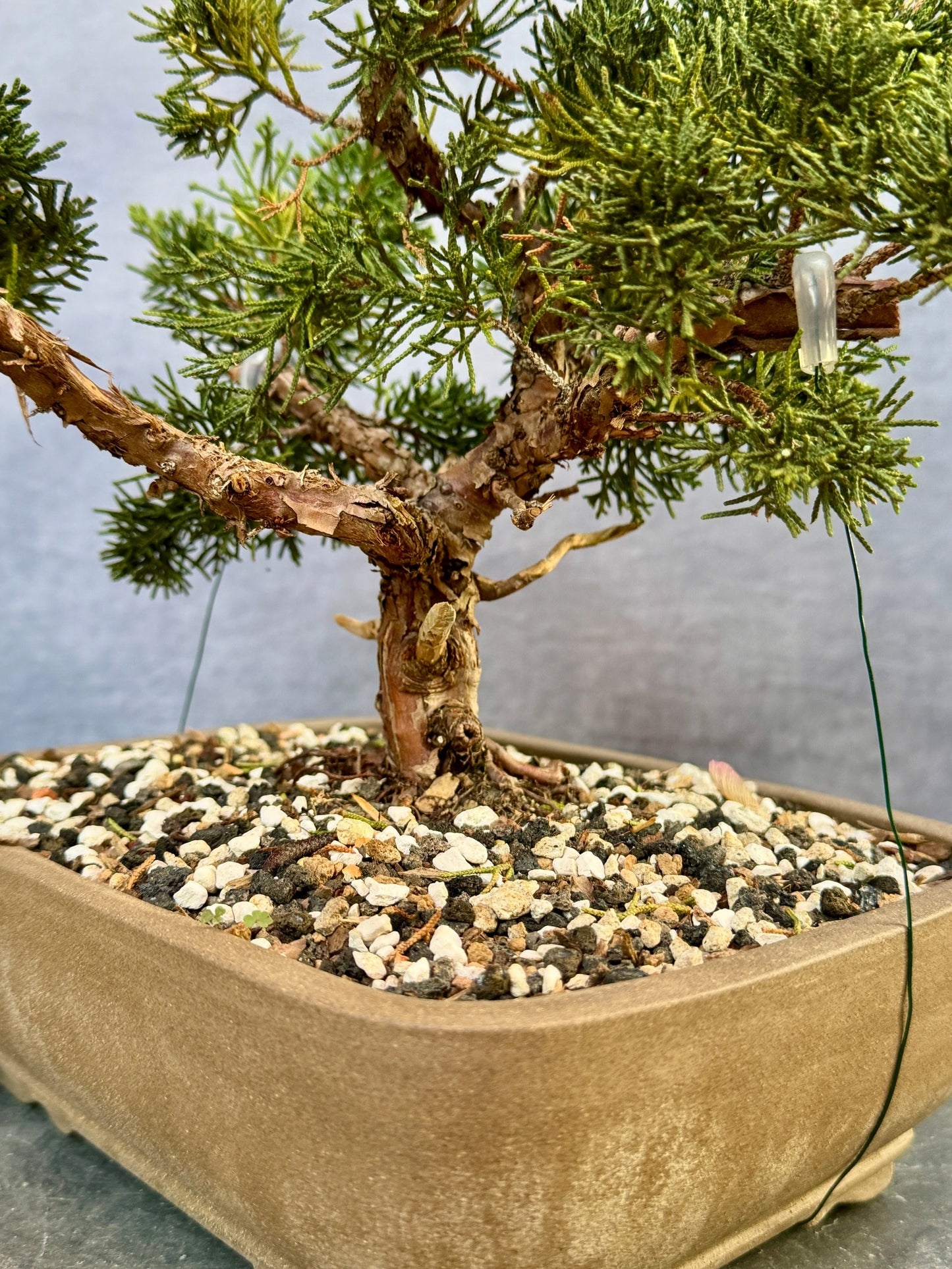 Shimpaku Juniper #2