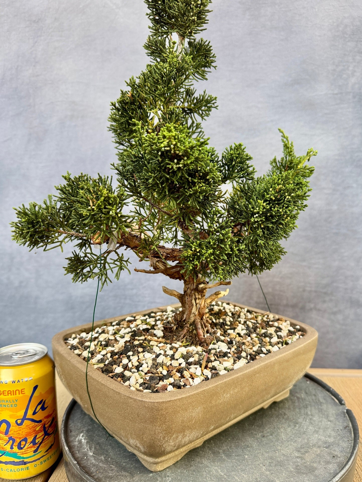 Shimpaku Juniper #2