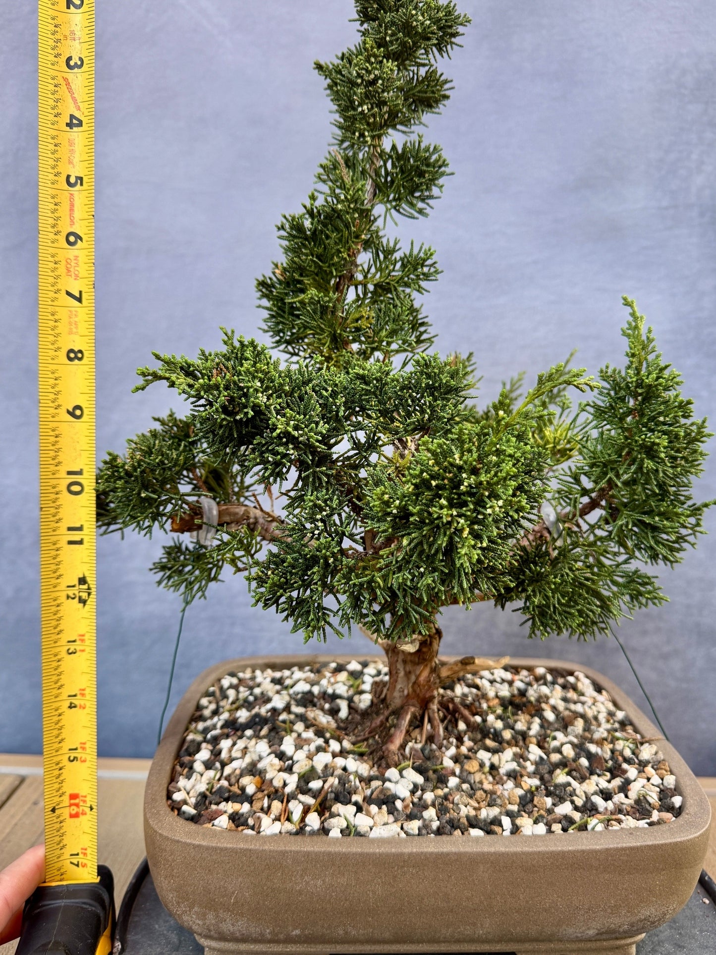 Shimpaku Juniper #2