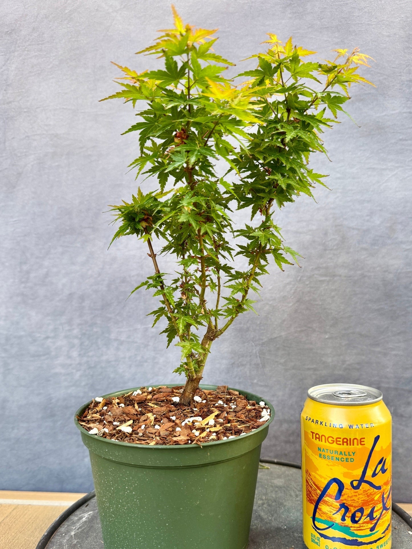 Kotohime Japanese Maple #2