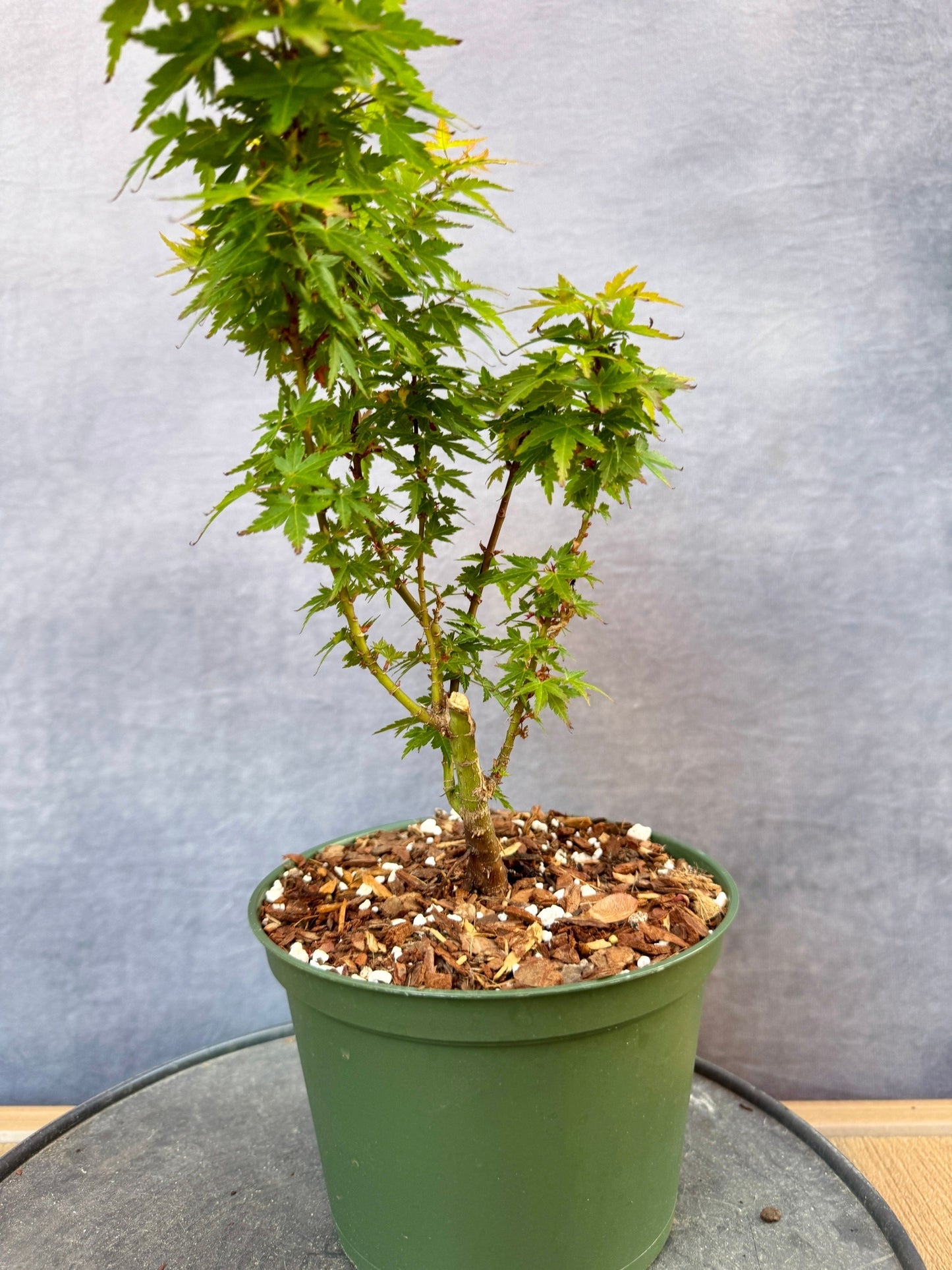 Kotohime Japanese Maple #2