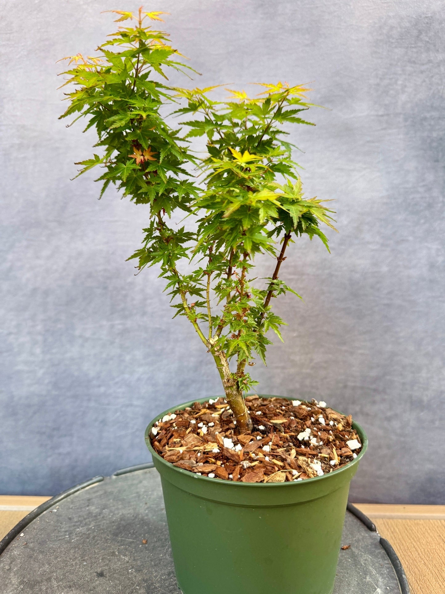 Kotohime Japanese Maple #2