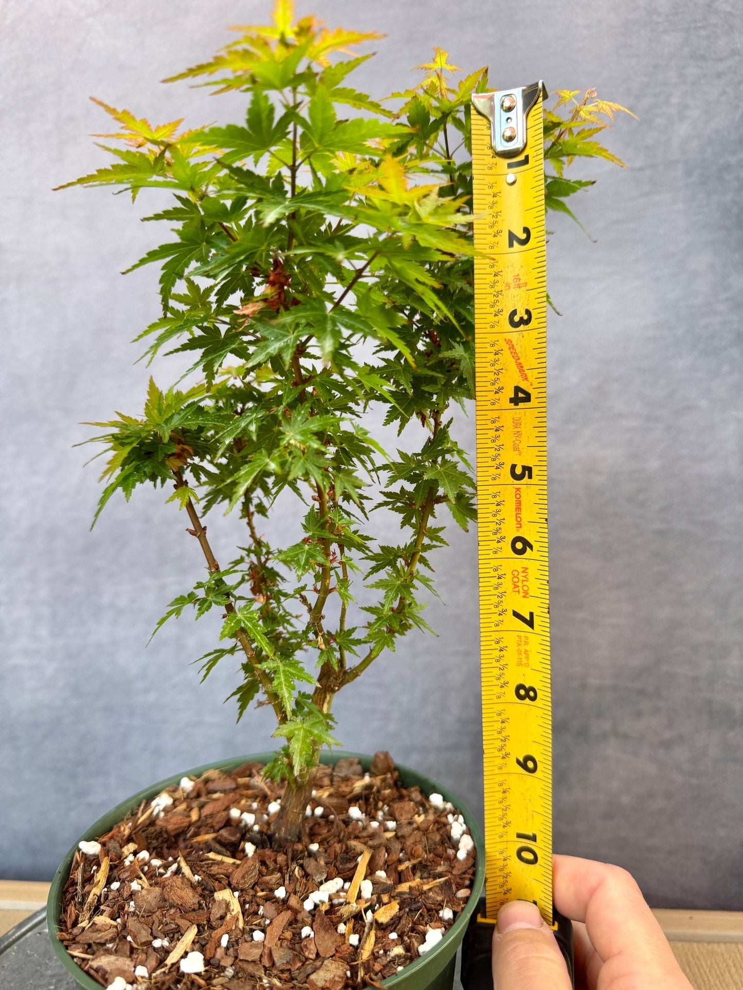 Kotohime Japanese Maple #2