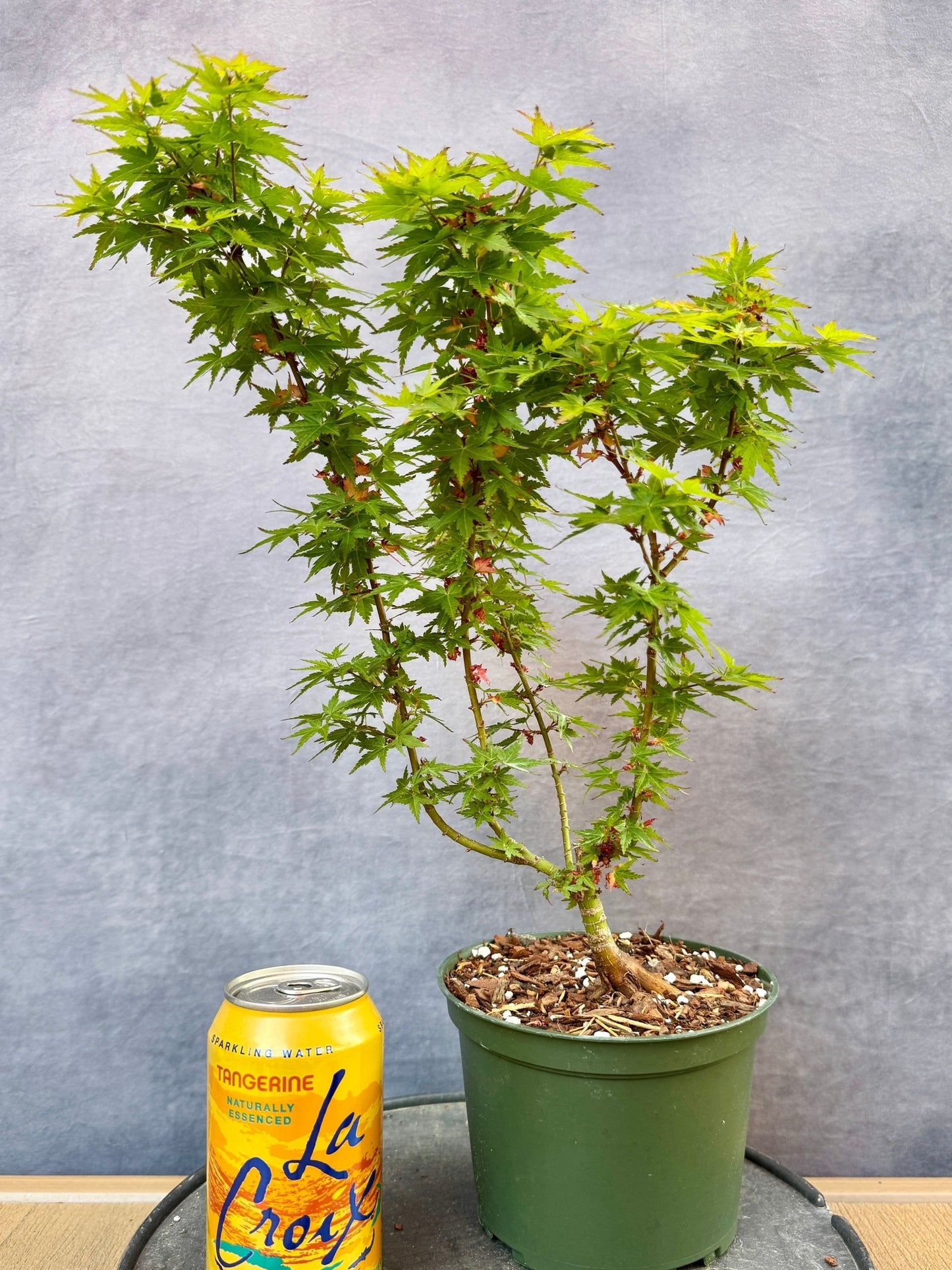 Kotohime Japanese Maple #3