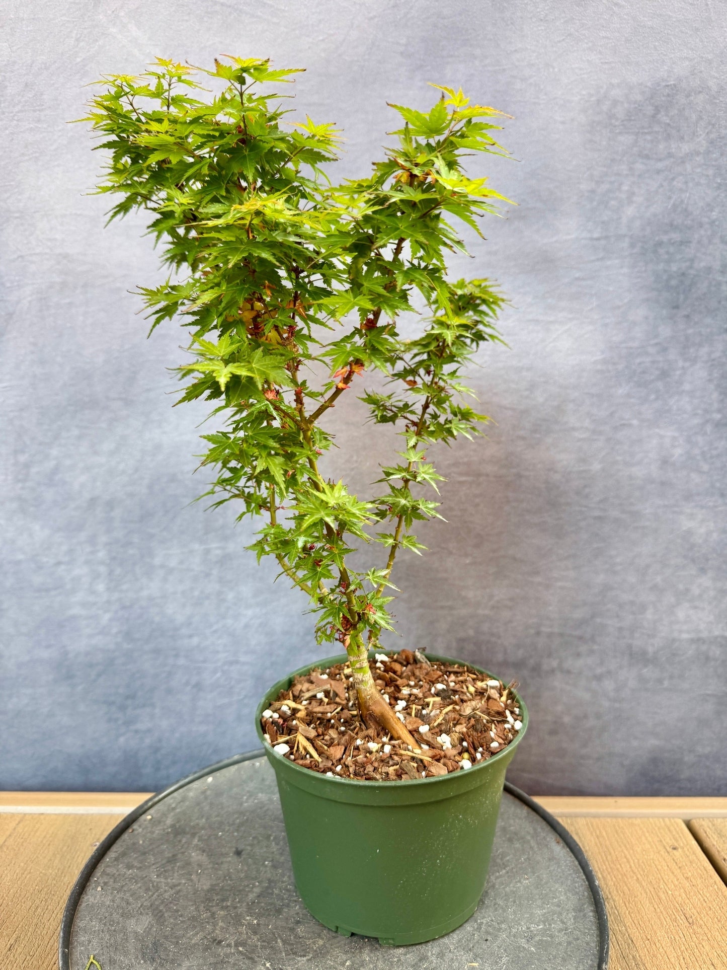 Kotohime Japanese Maple #3