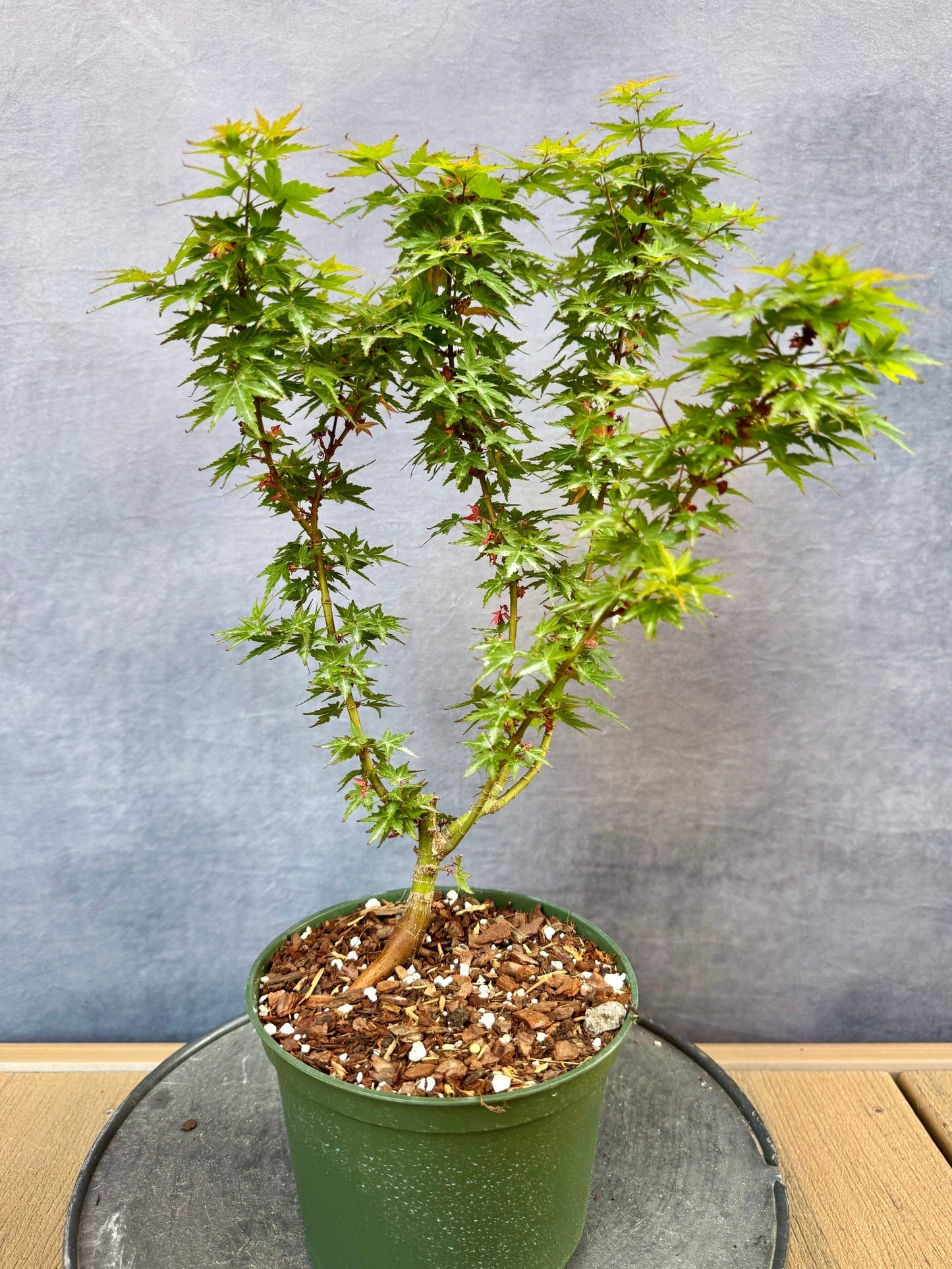 Kotohime Japanese Maple #3