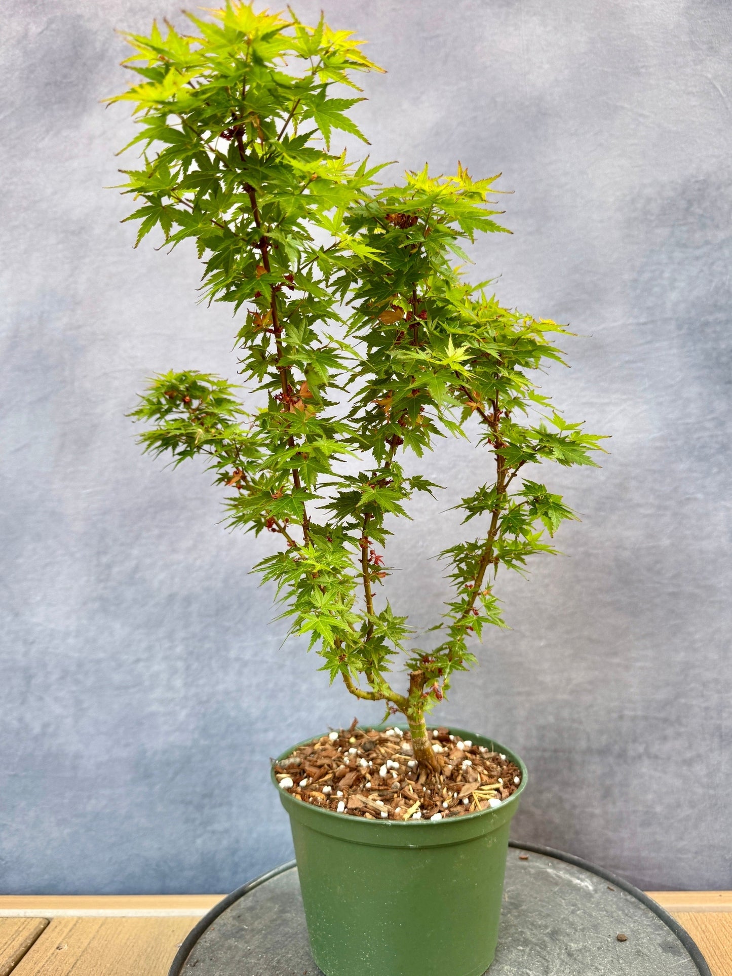 Kotohime Japanese Maple #3