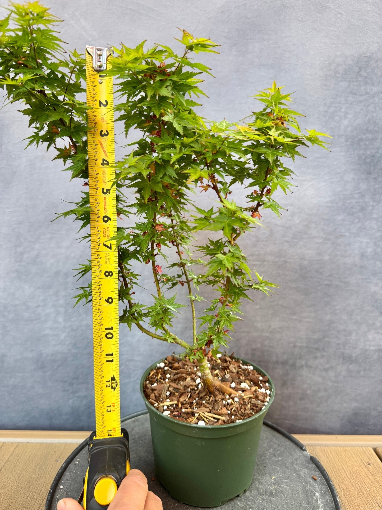 Kotohime Japanese Maple #3