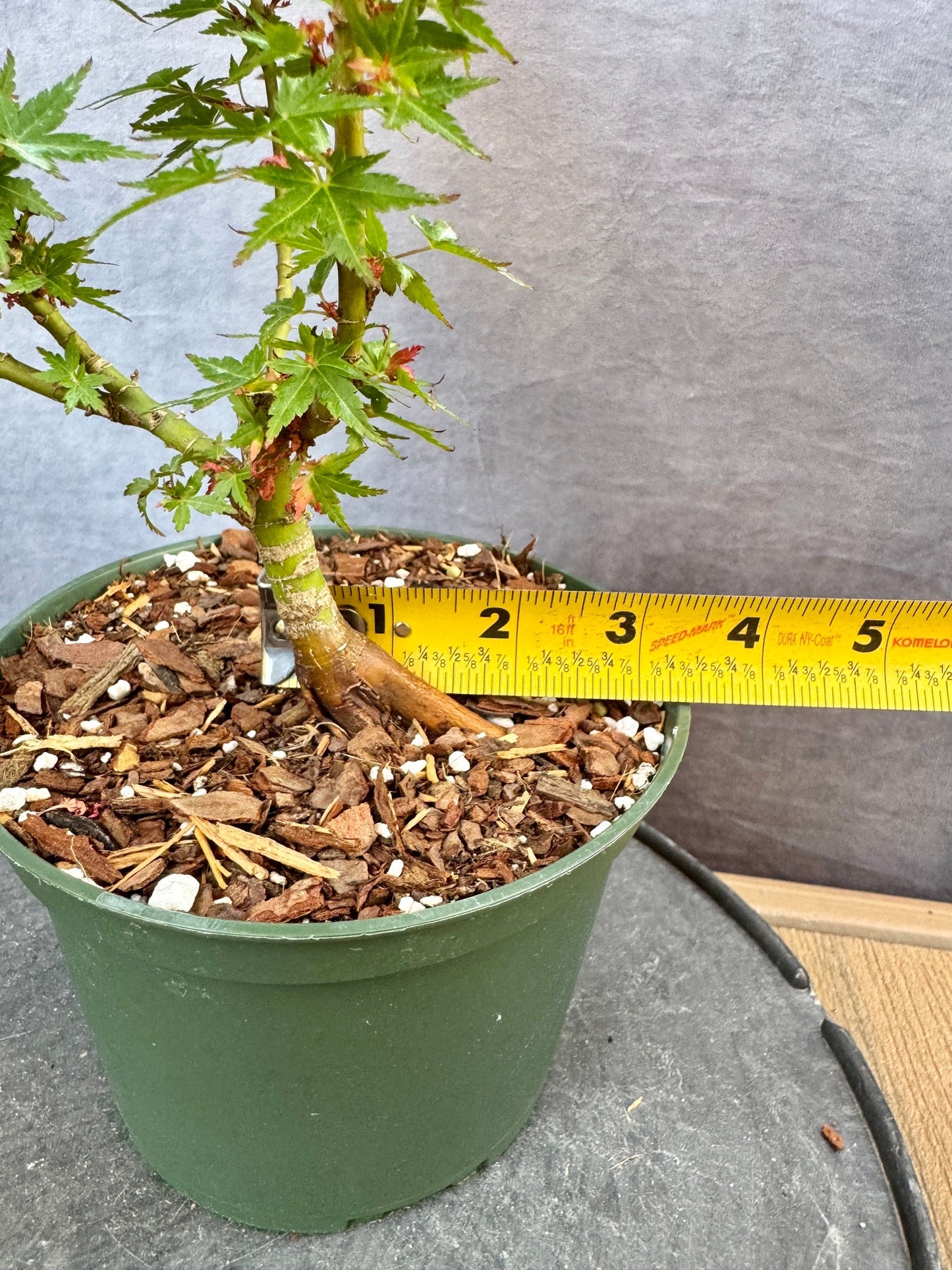 Kotohime Japanese Maple #3