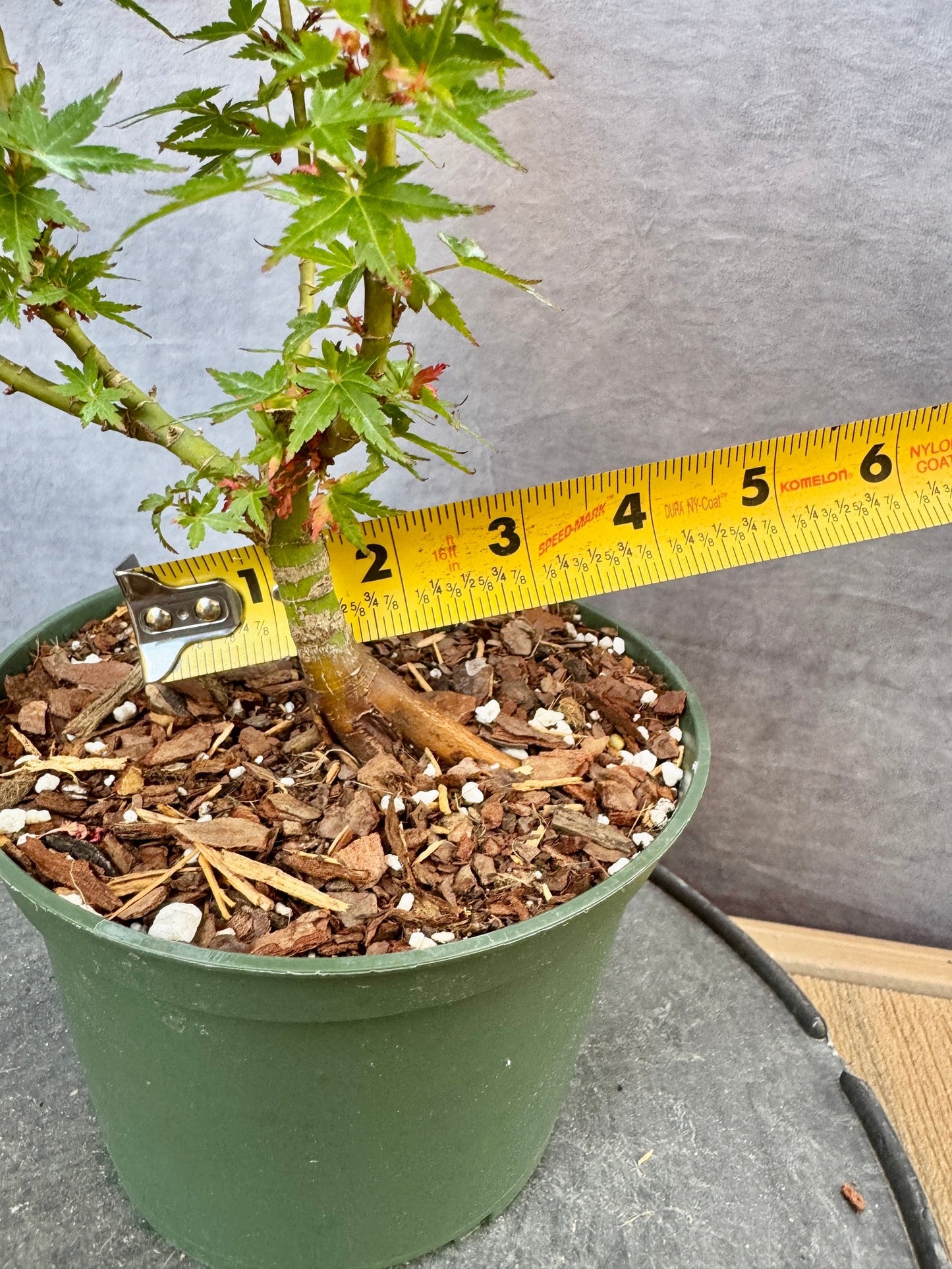 Kotohime Japanese Maple #3