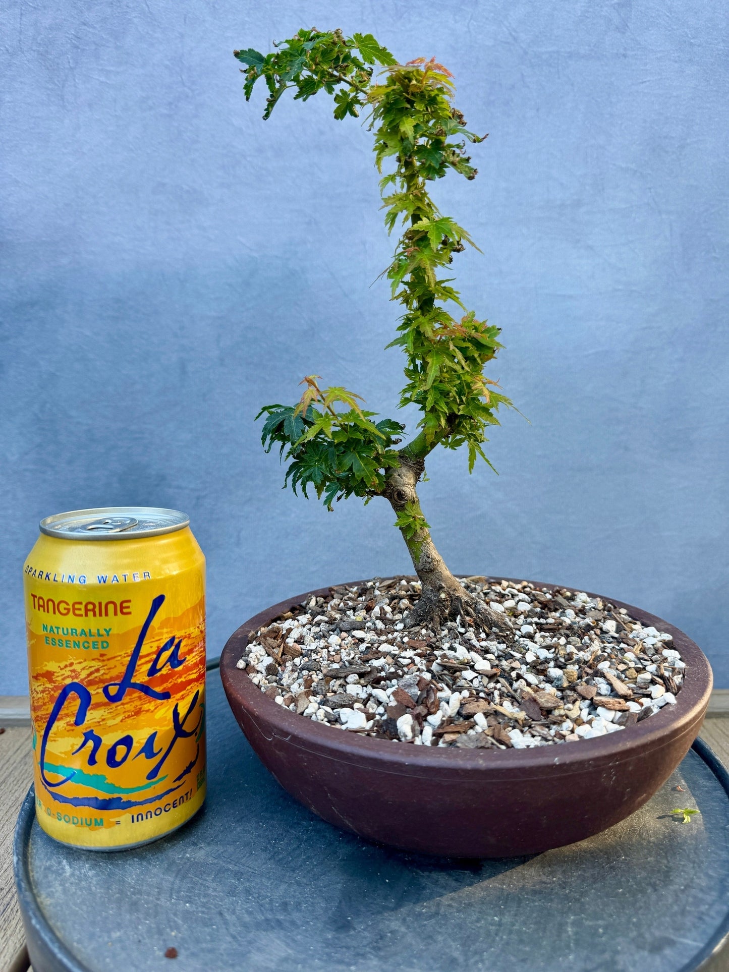 Kotohime Japanese Maple #4