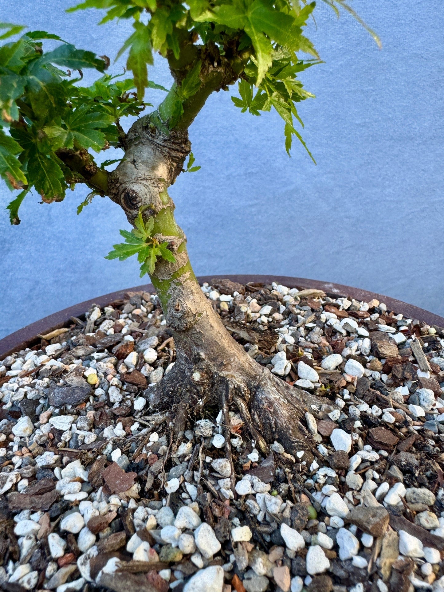 Kotohime Japanese Maple #4