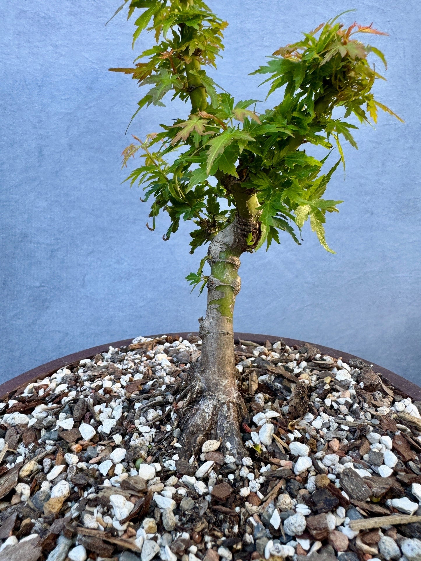 Kotohime Japanese Maple #4