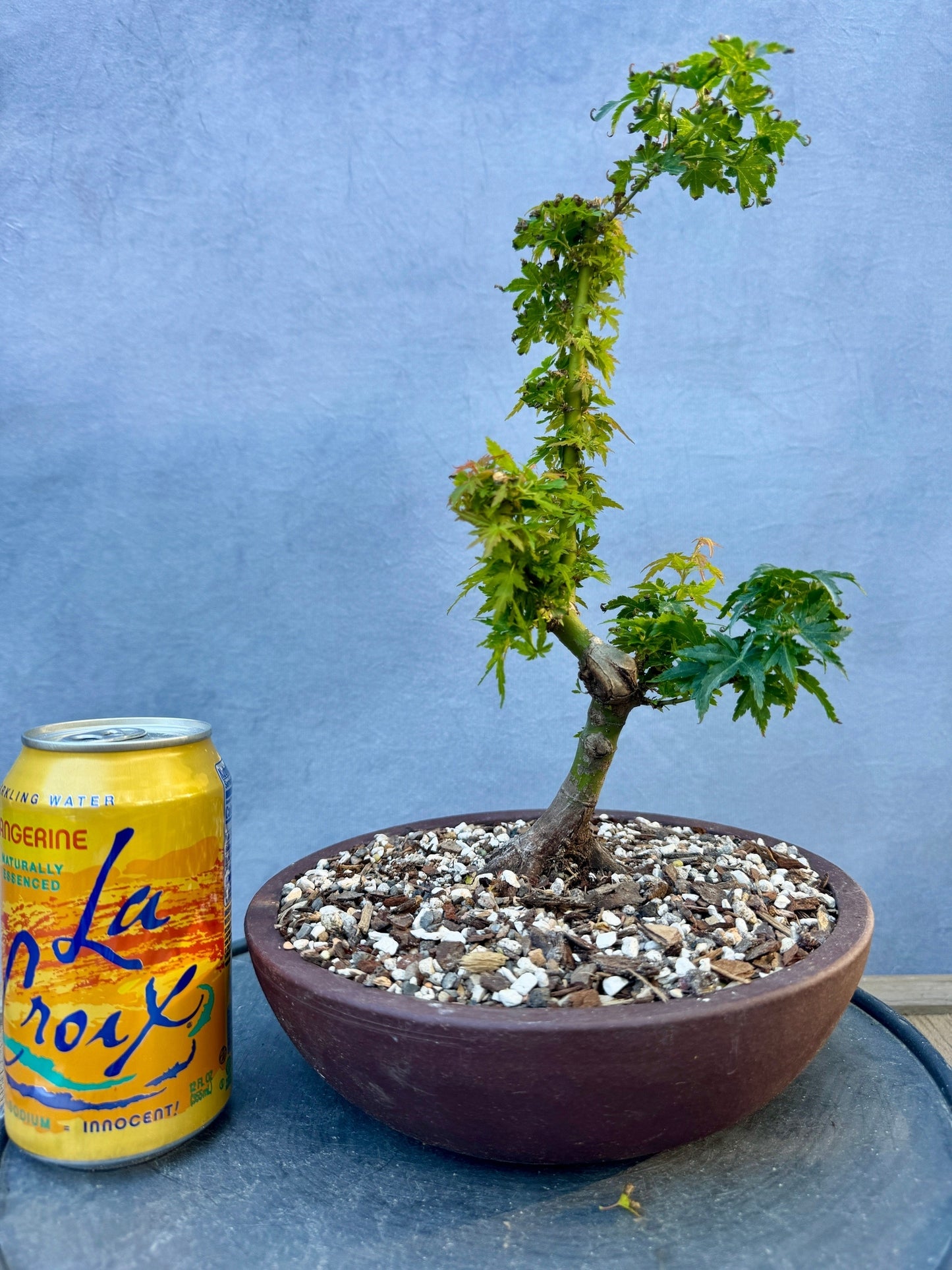 Kotohime Japanese Maple #4