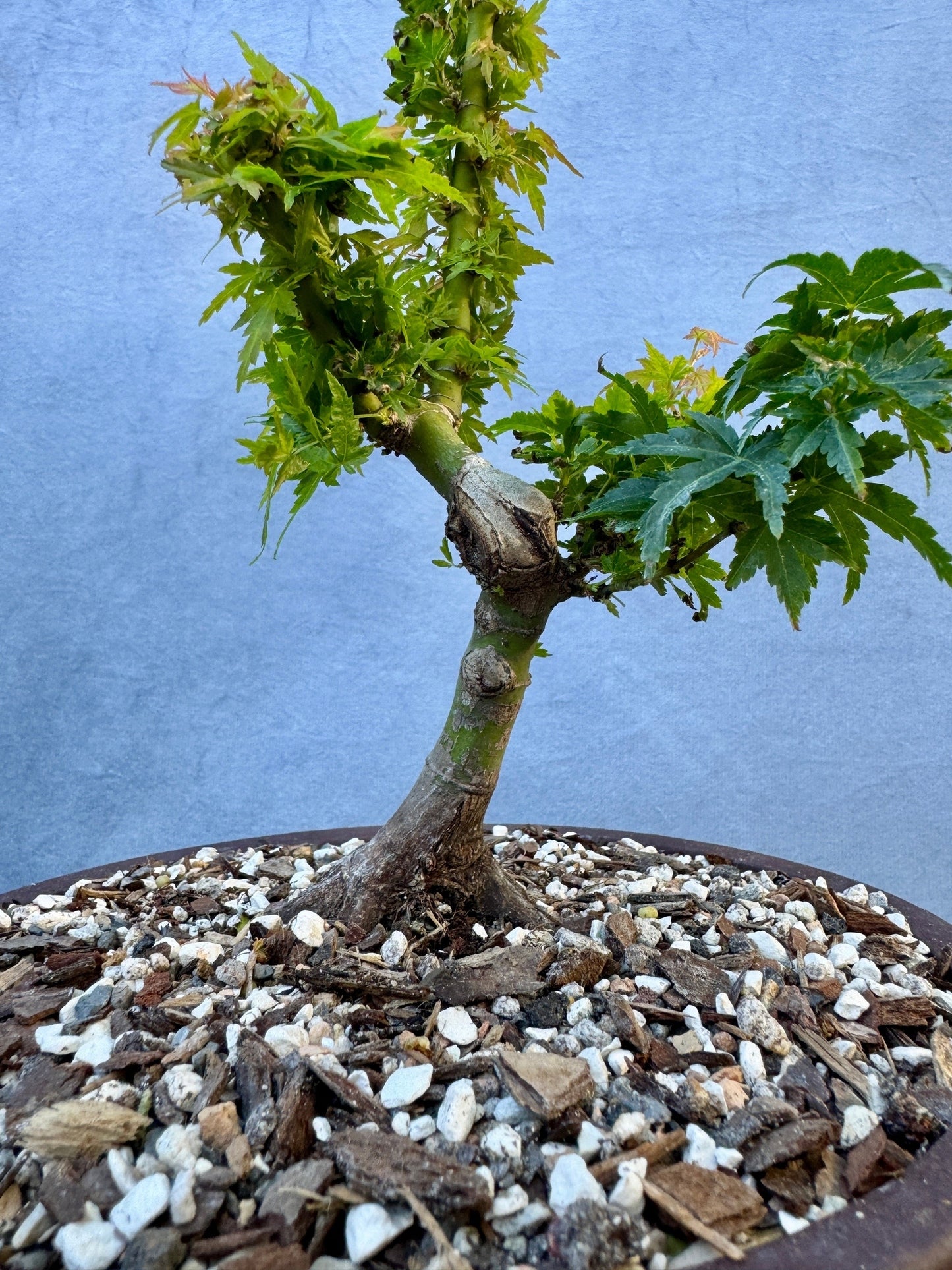 Kotohime Japanese Maple #4