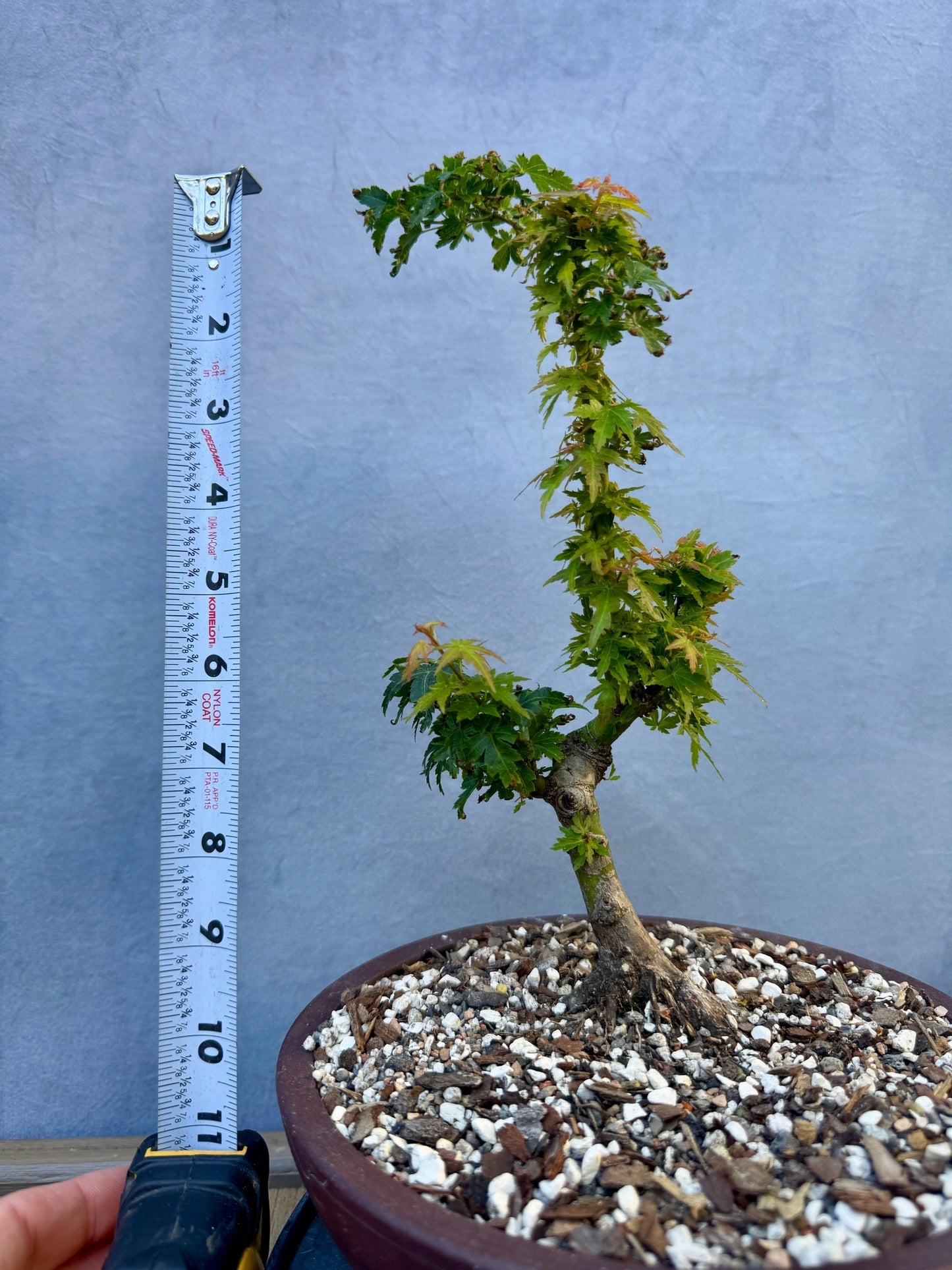 Kotohime Japanese Maple #4