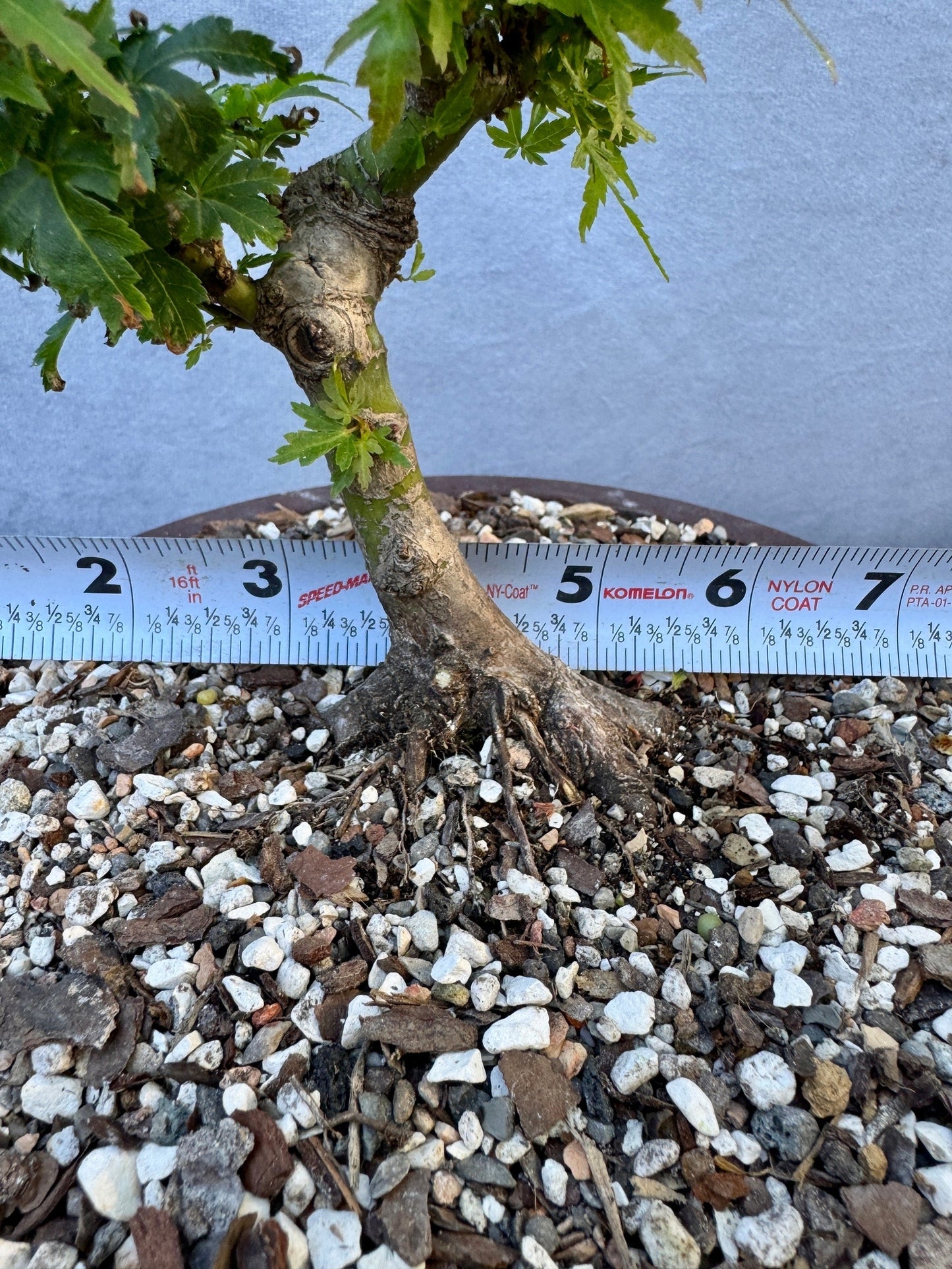 Kotohime Japanese Maple #4