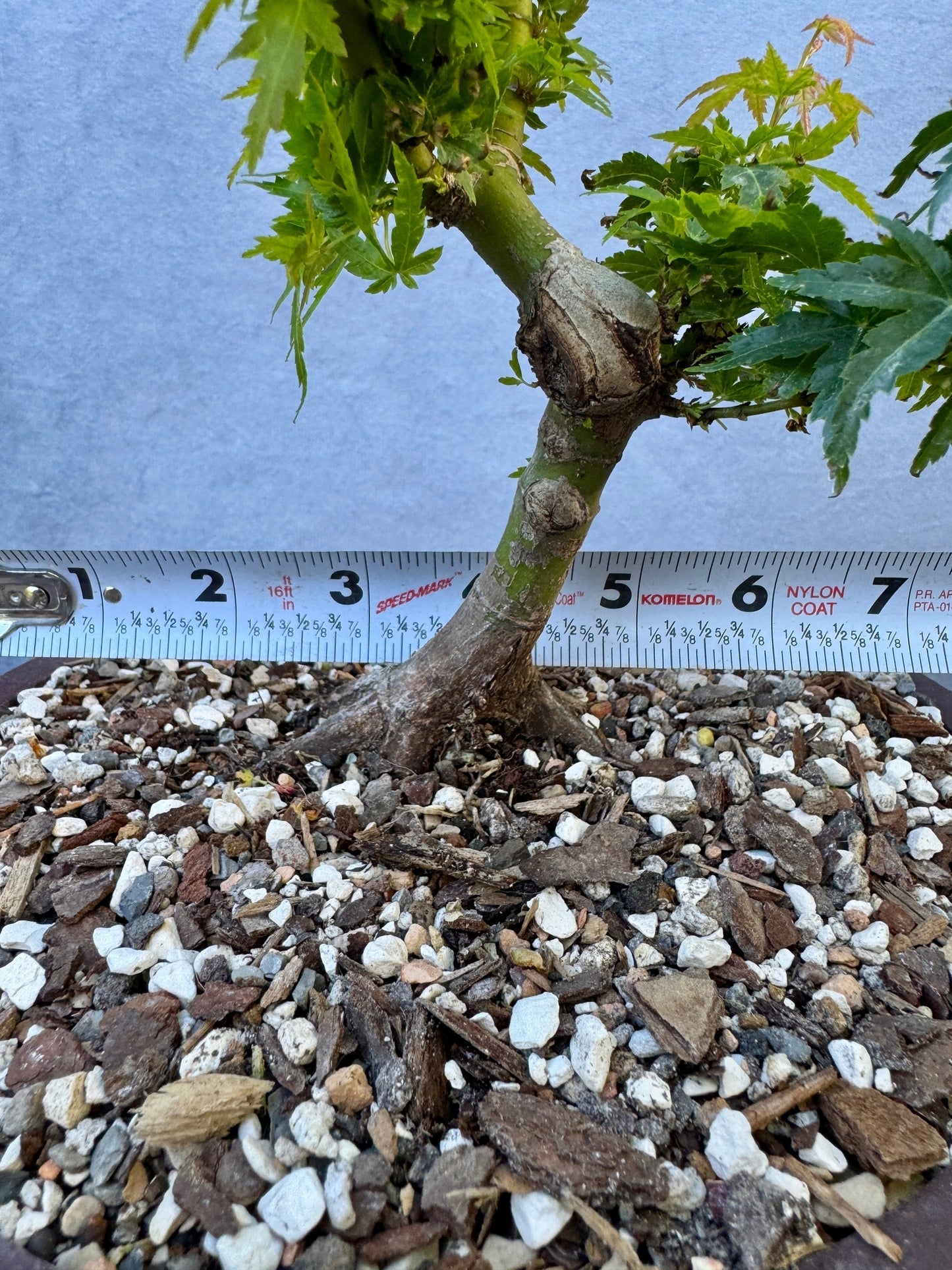 Kotohime Japanese Maple #4