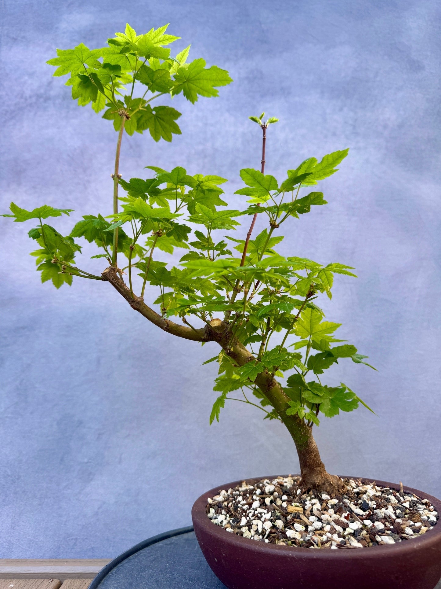 Vine Maple #1