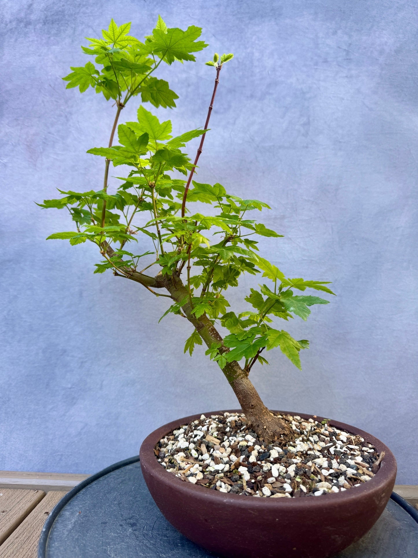 Vine Maple #1