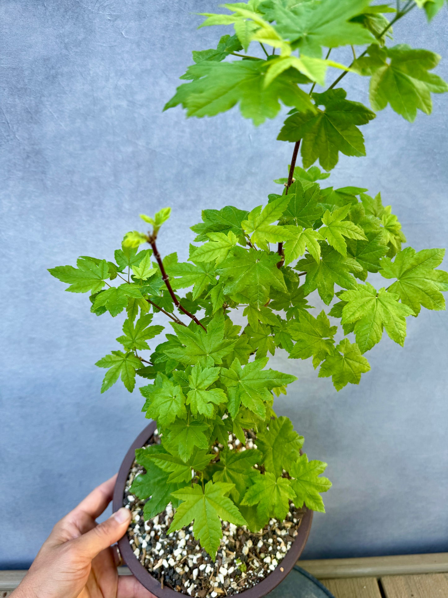 Vine Maple #1