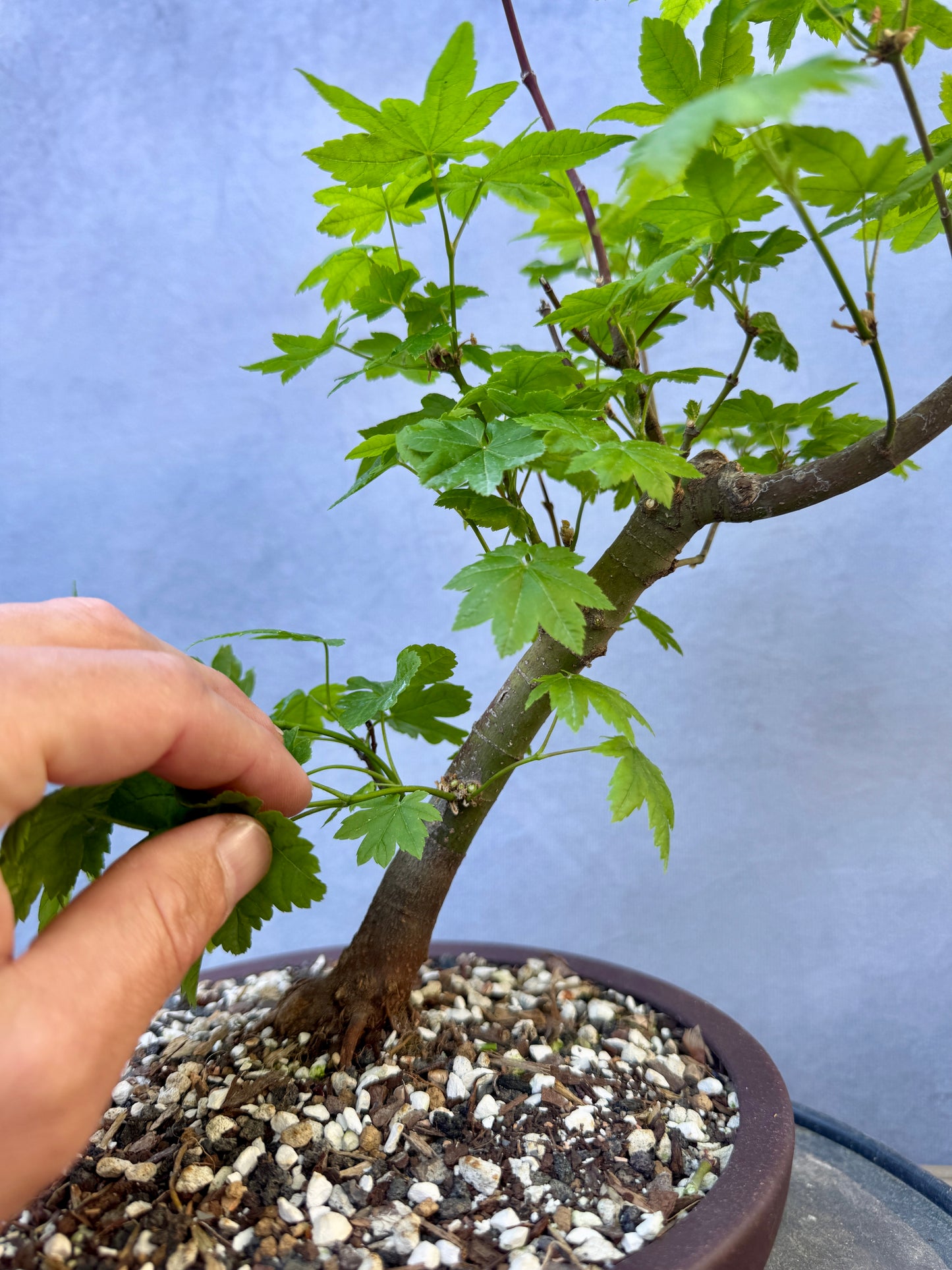 Vine Maple #1