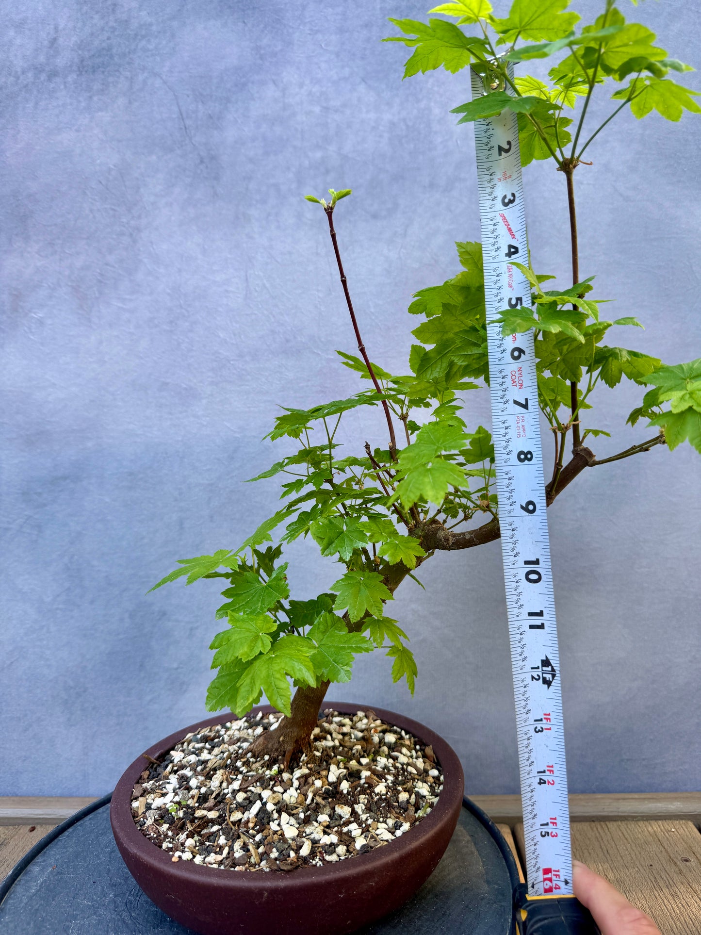 Vine Maple #1