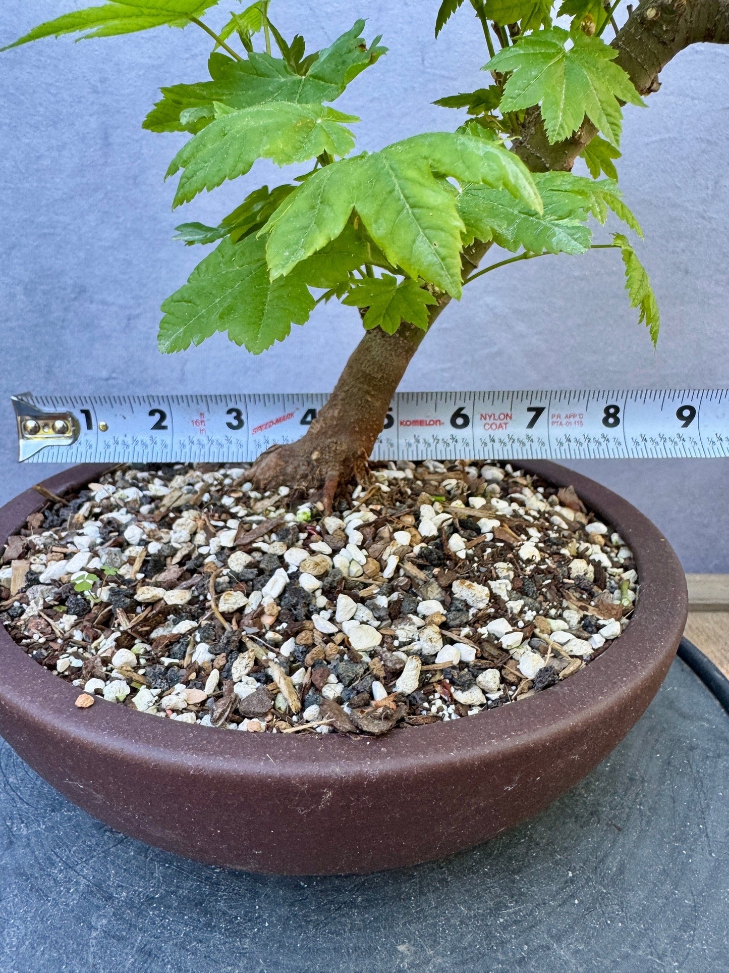 Vine Maple #1