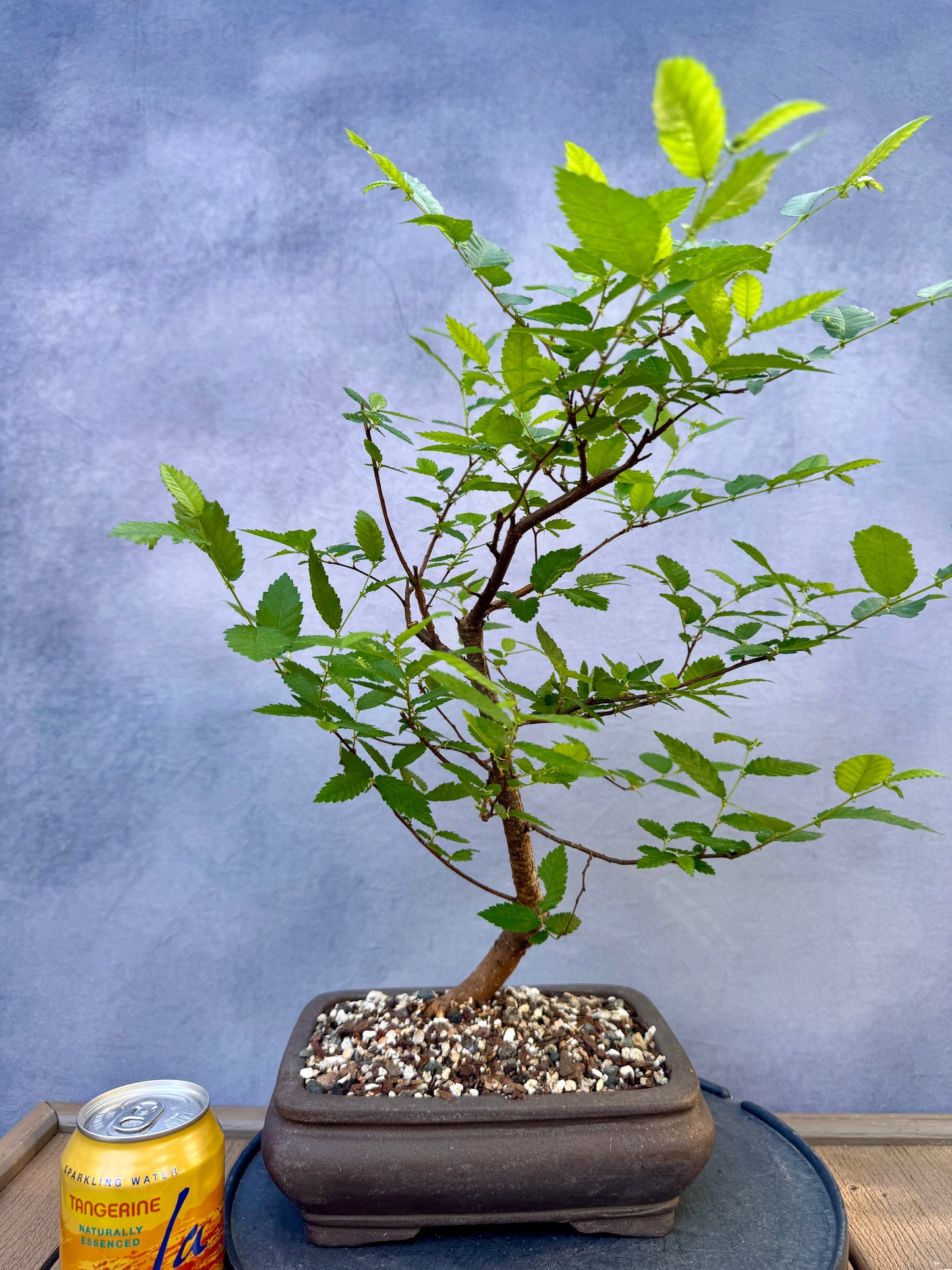 Winged Elm #1