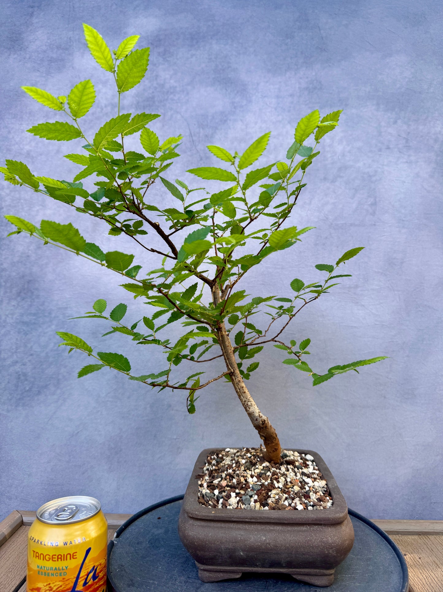 Winged Elm #1
