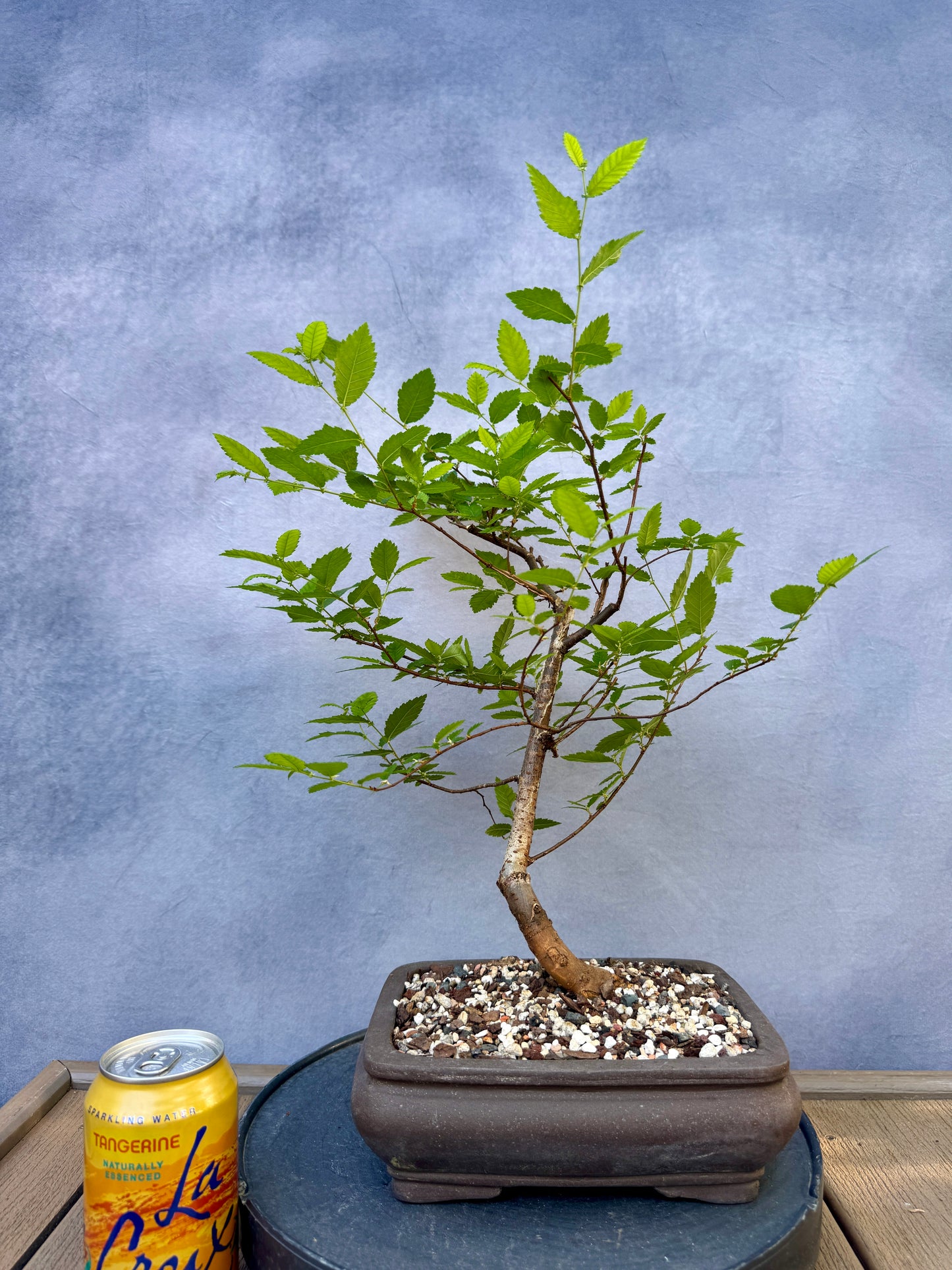Winged Elm #1