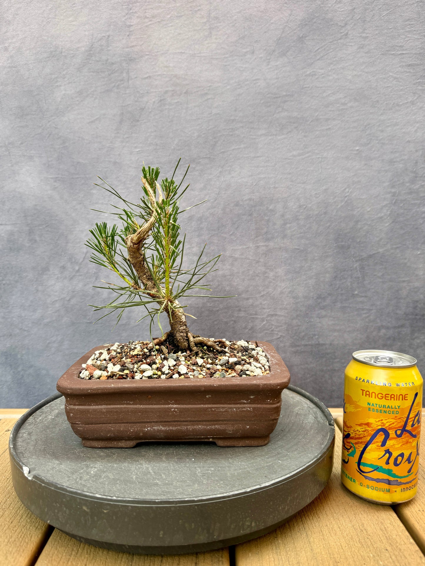 Mikawa Japanese Black Pine #2