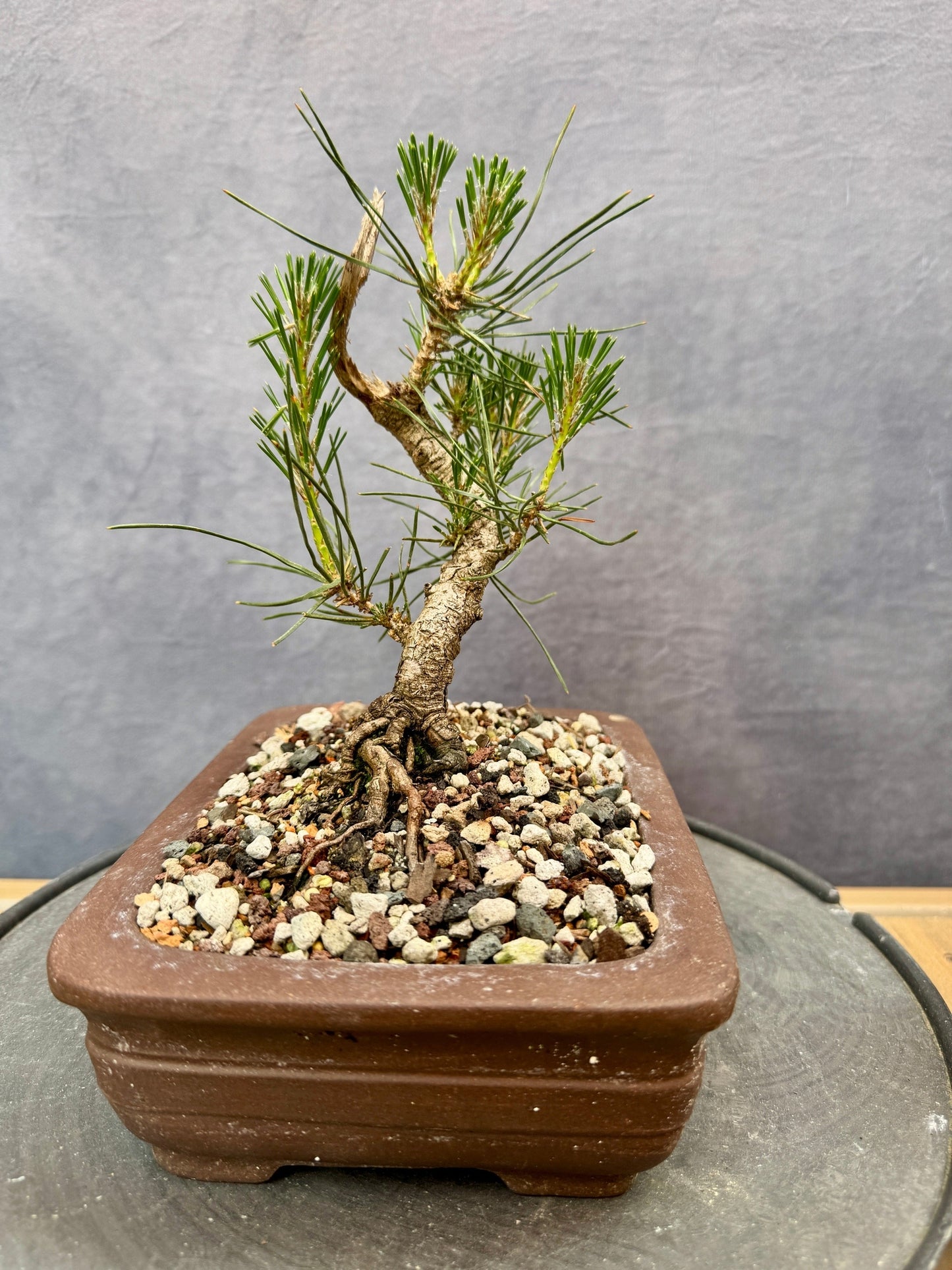 Mikawa Japanese Black Pine #2