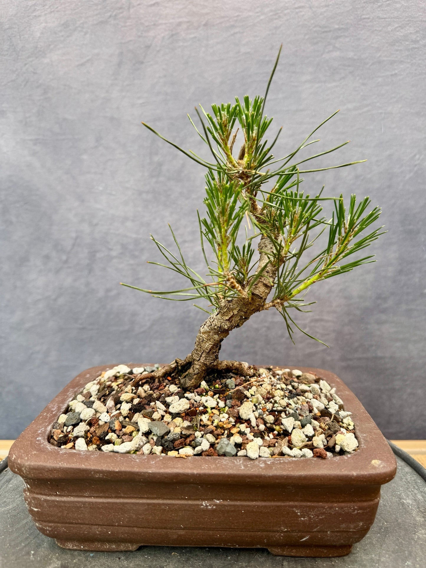 Mikawa Japanese Black Pine #2