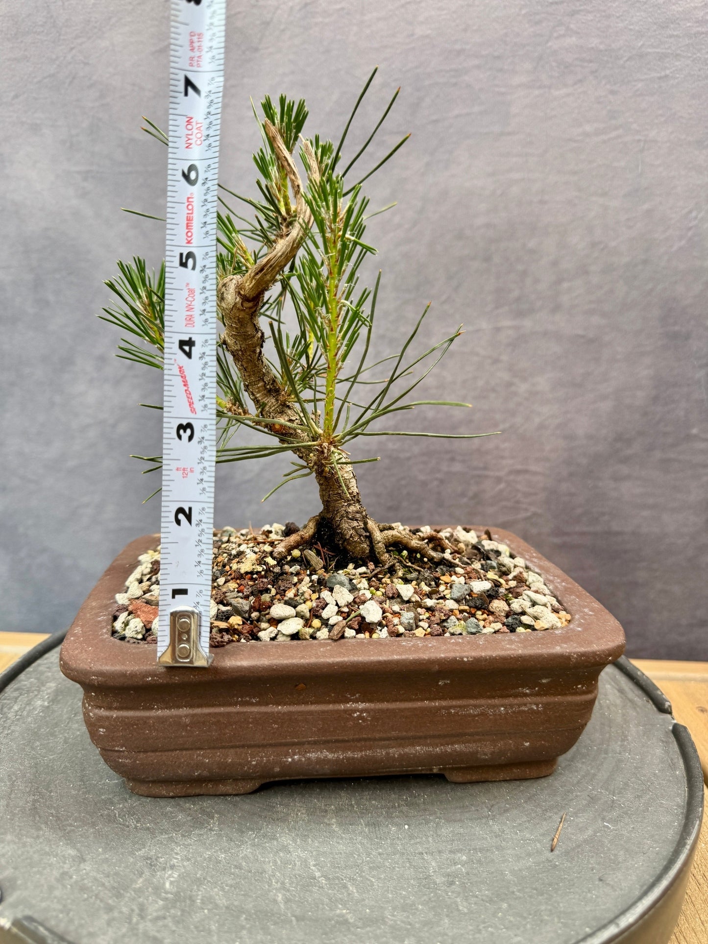 Mikawa Japanese Black Pine #2