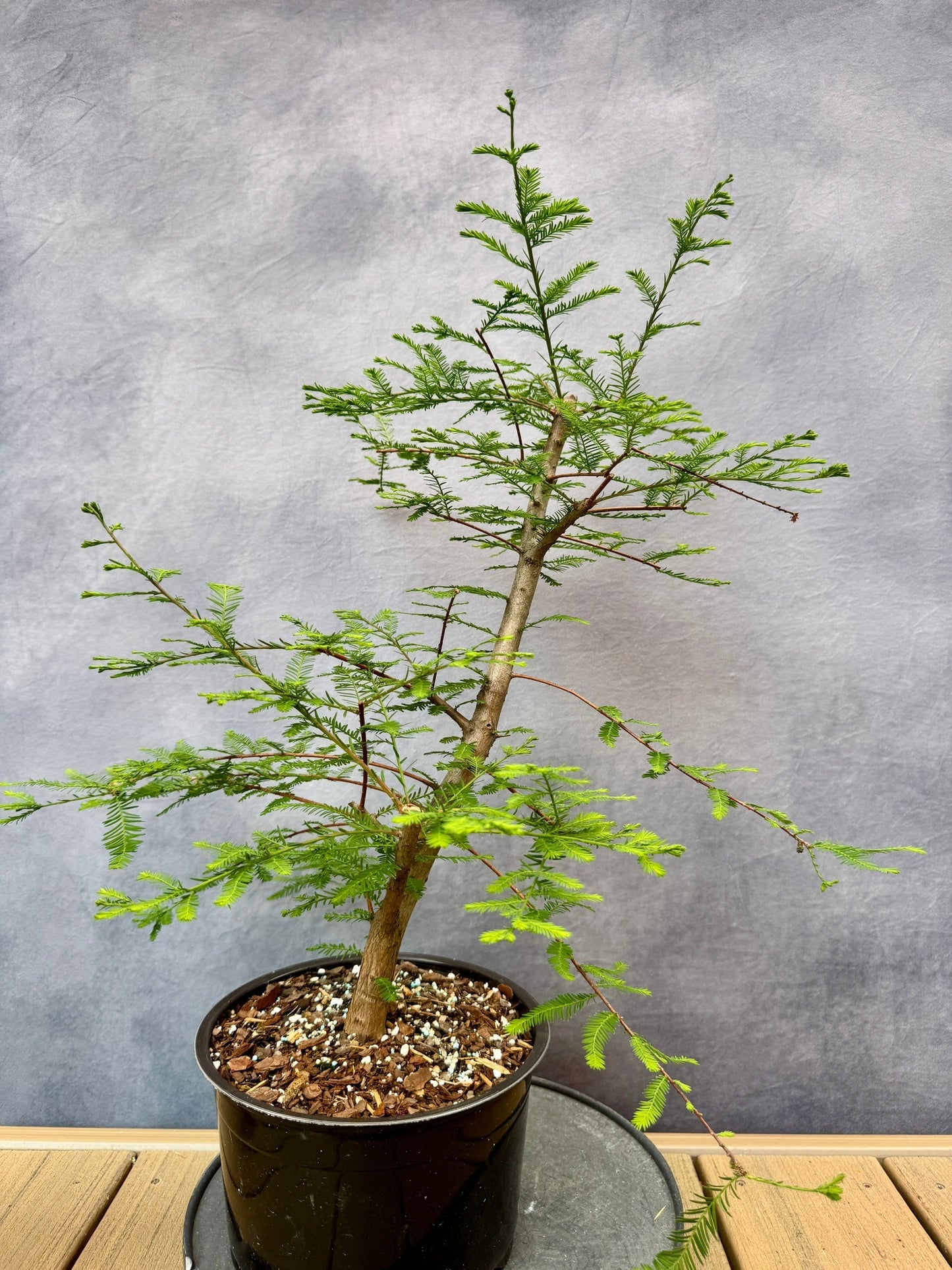 Bald Cypress #1