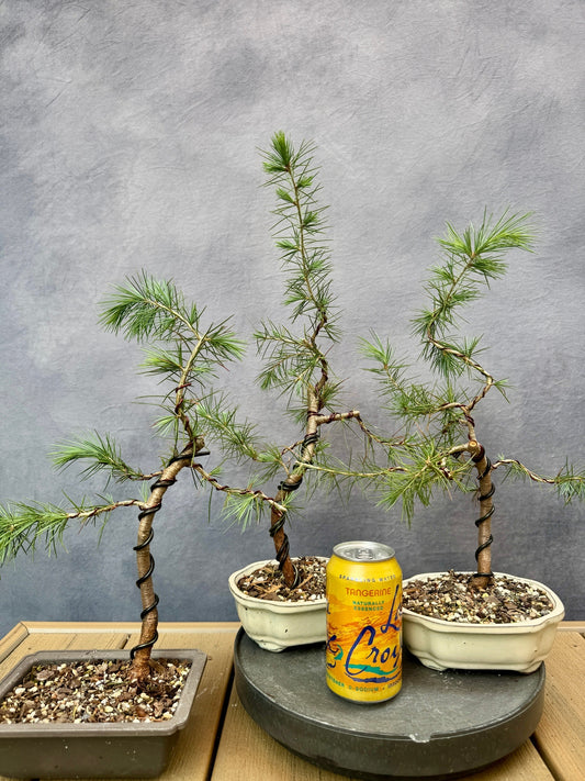 Deodar Cedars (3-pack)