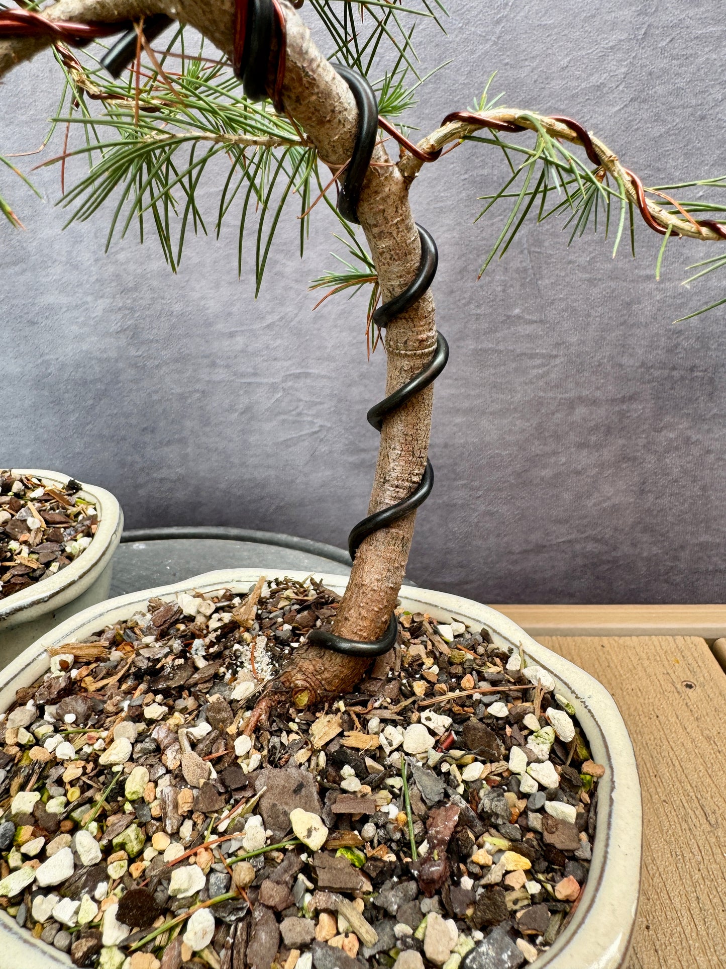 Deodar Cedars (3-pack)