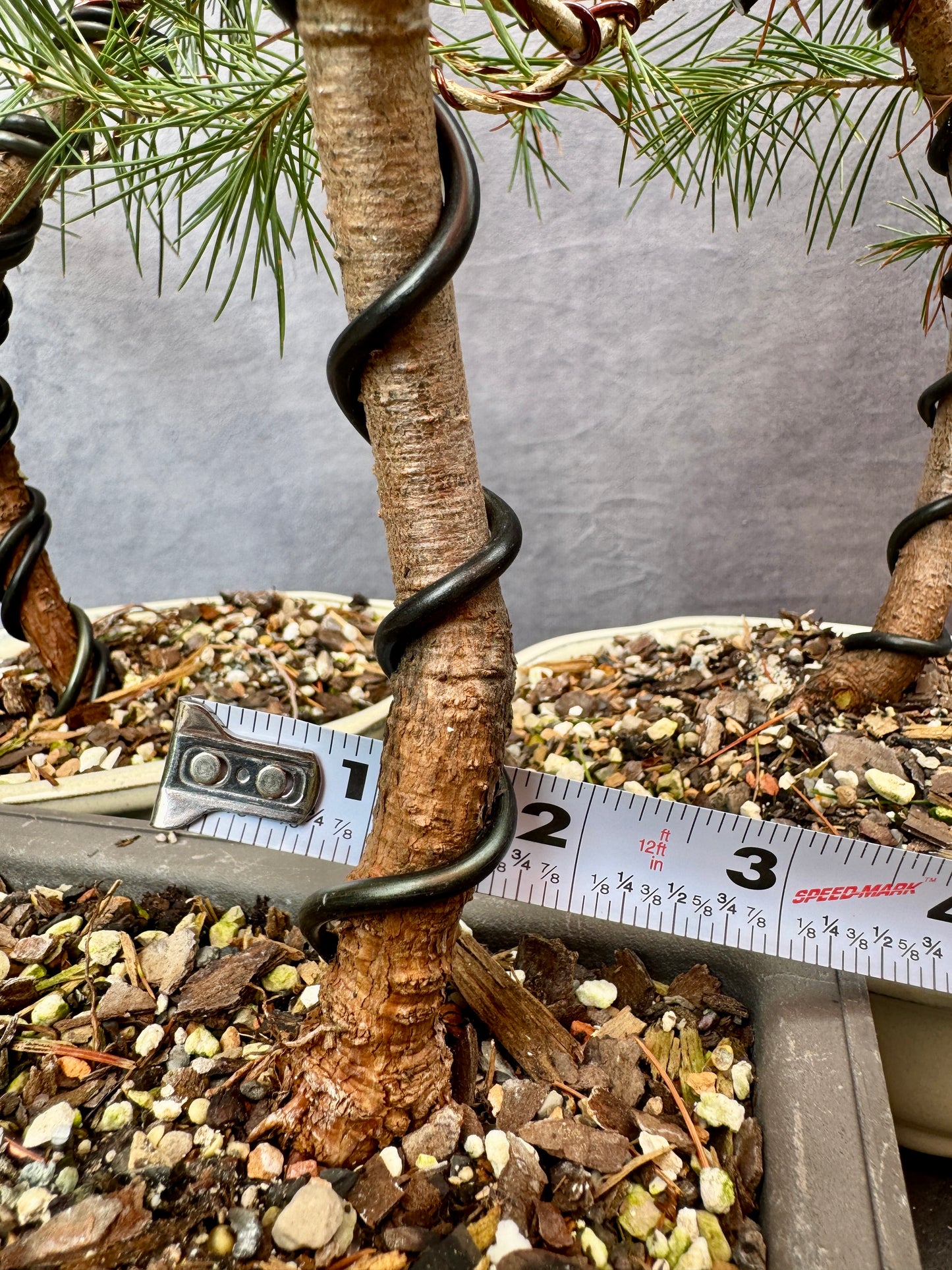 Deodar Cedars (3-pack)