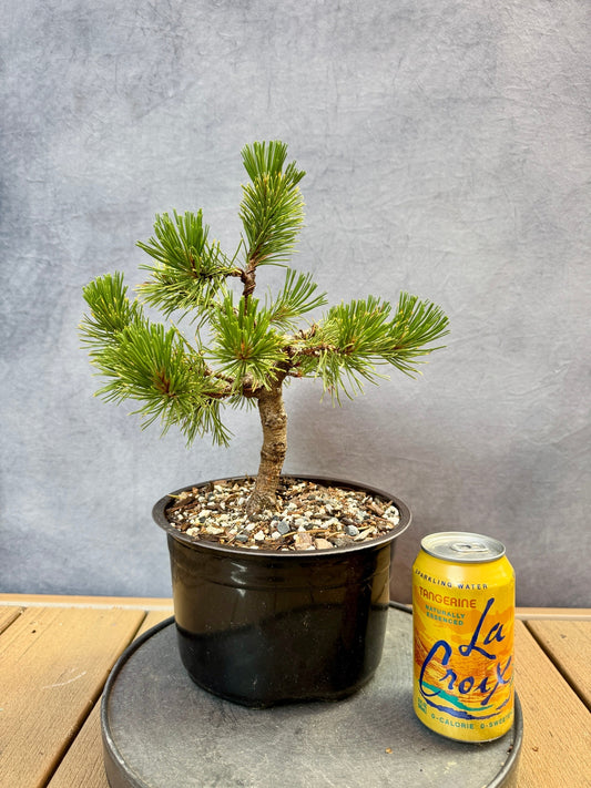 Dwarf Mugo Pine 'Carstens Wintergold'