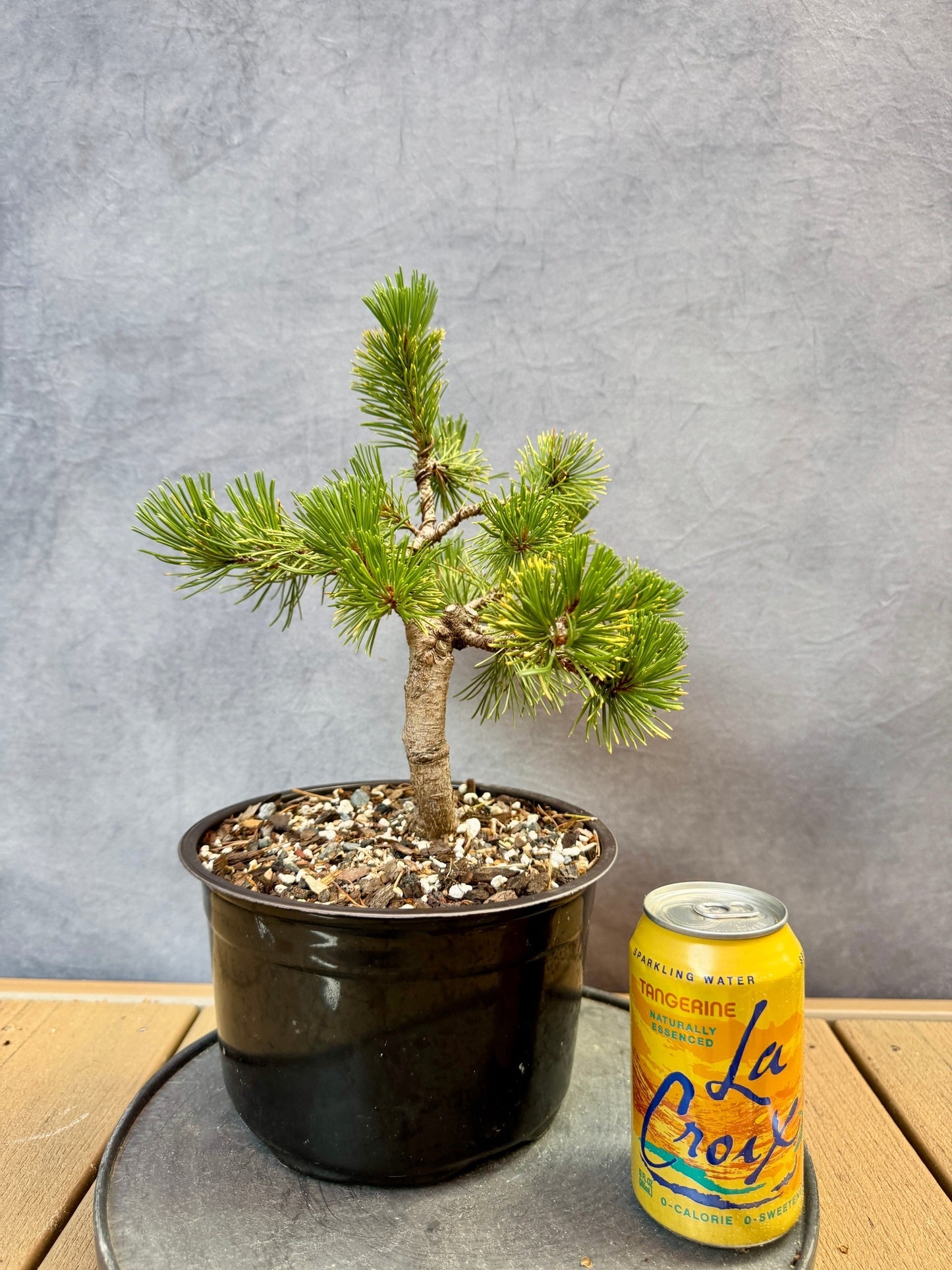 Dwarf Mugo Pine 'Carstens Wintergold'