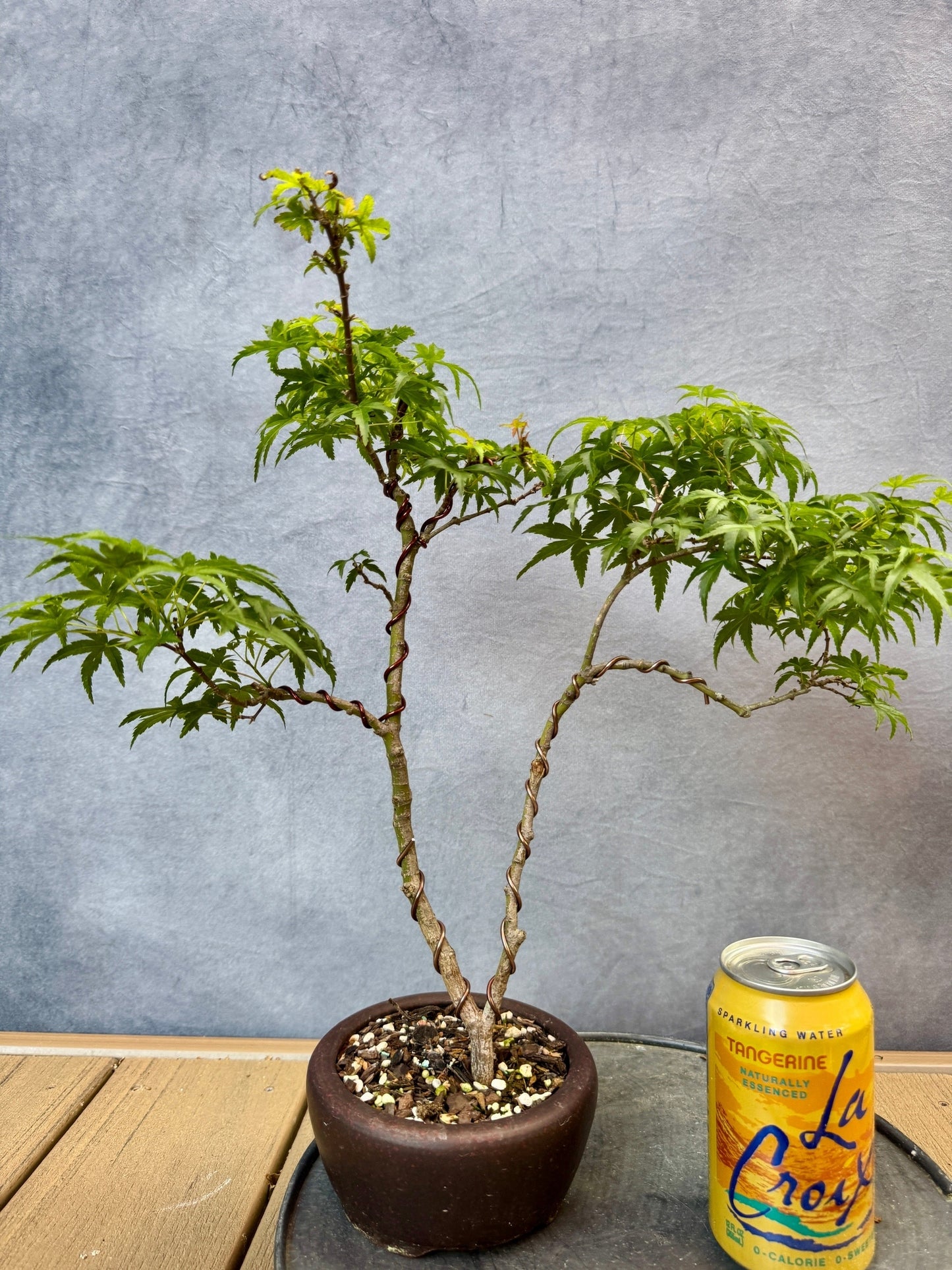 Sharp's Pygmy Japanese Maple #2