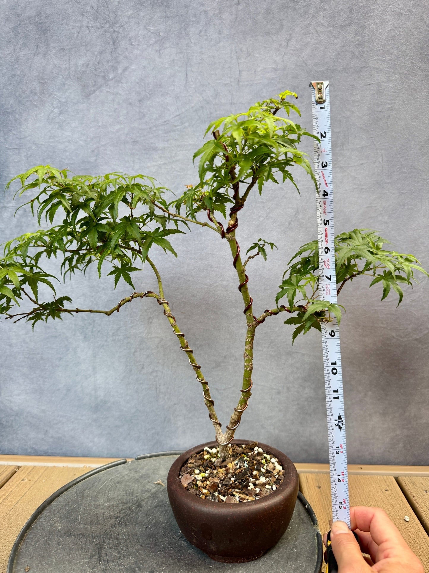 Sharp's Pygmy Japanese Maple #2