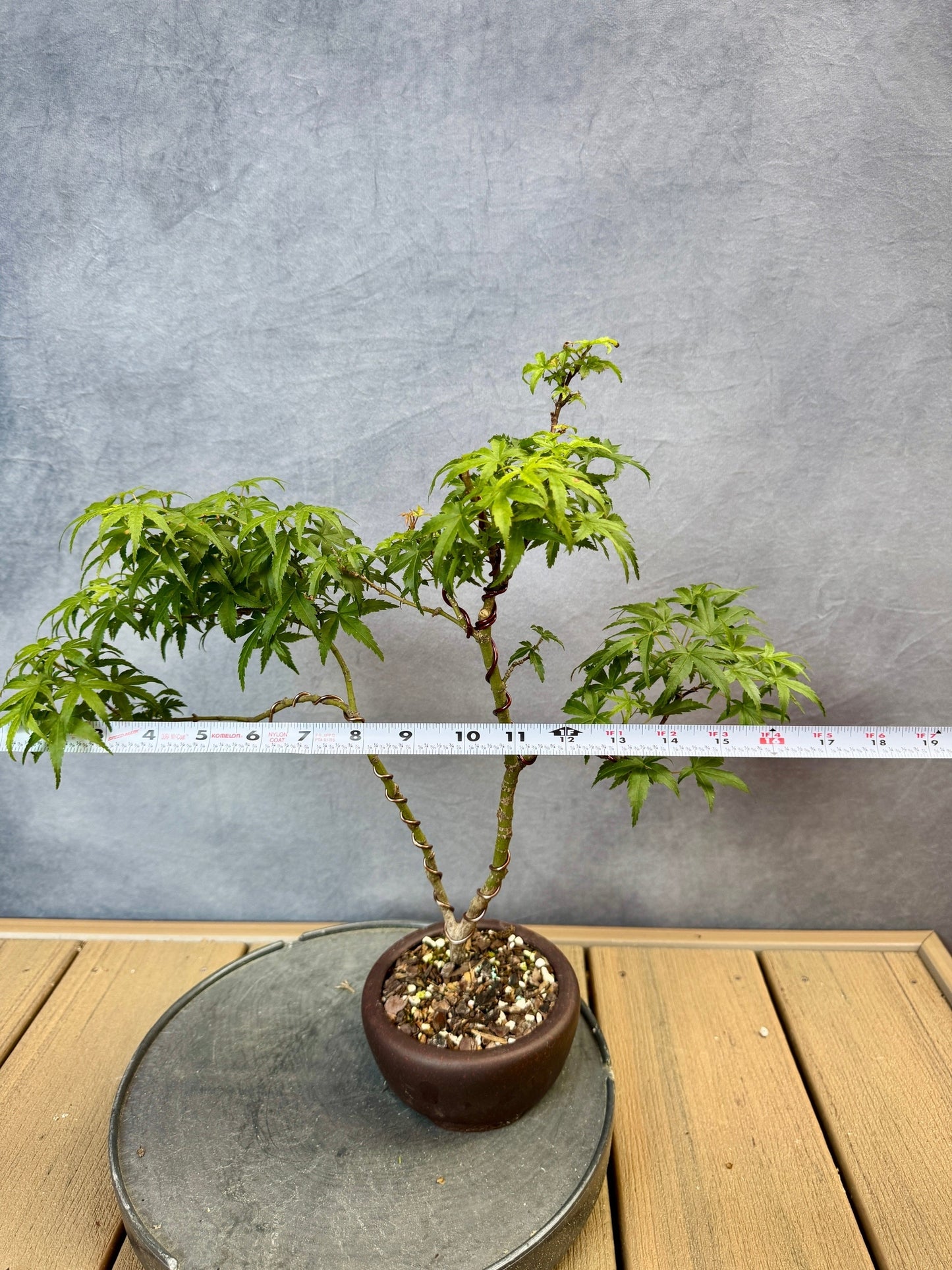 Sharp's Pygmy Japanese Maple #2
