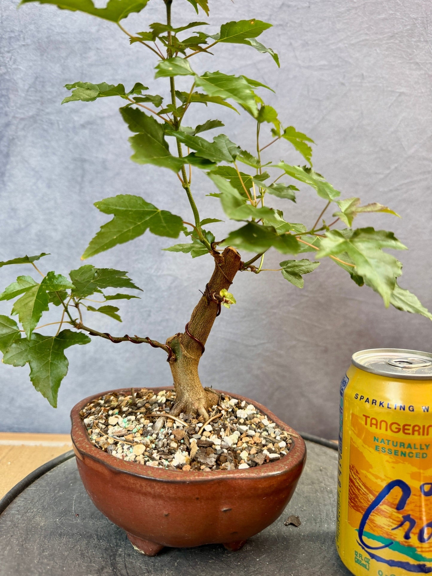 Trident Maple #3
